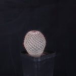 Mammillaria geminispina (elegans form)