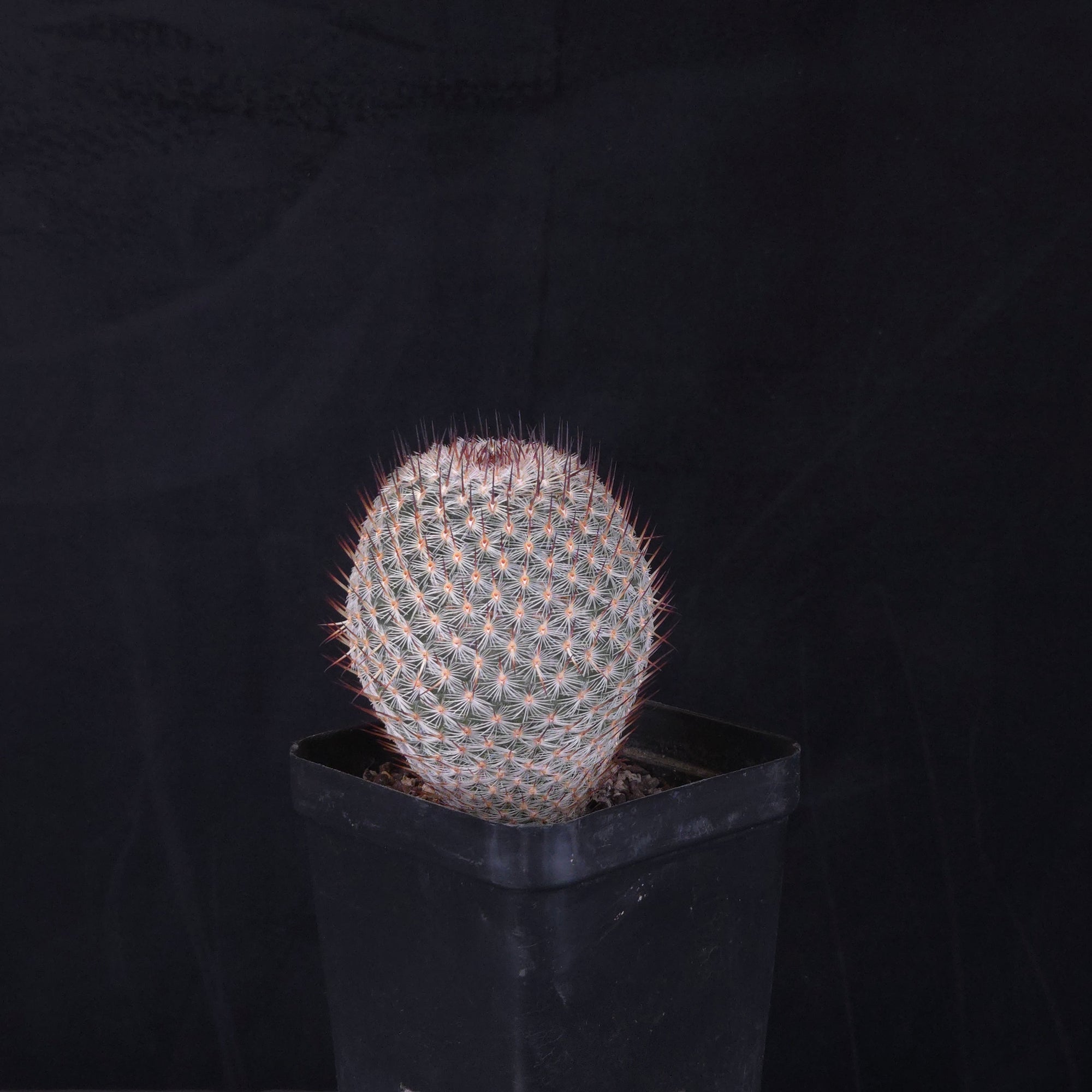 Mammillaria geminispina (elegans form)