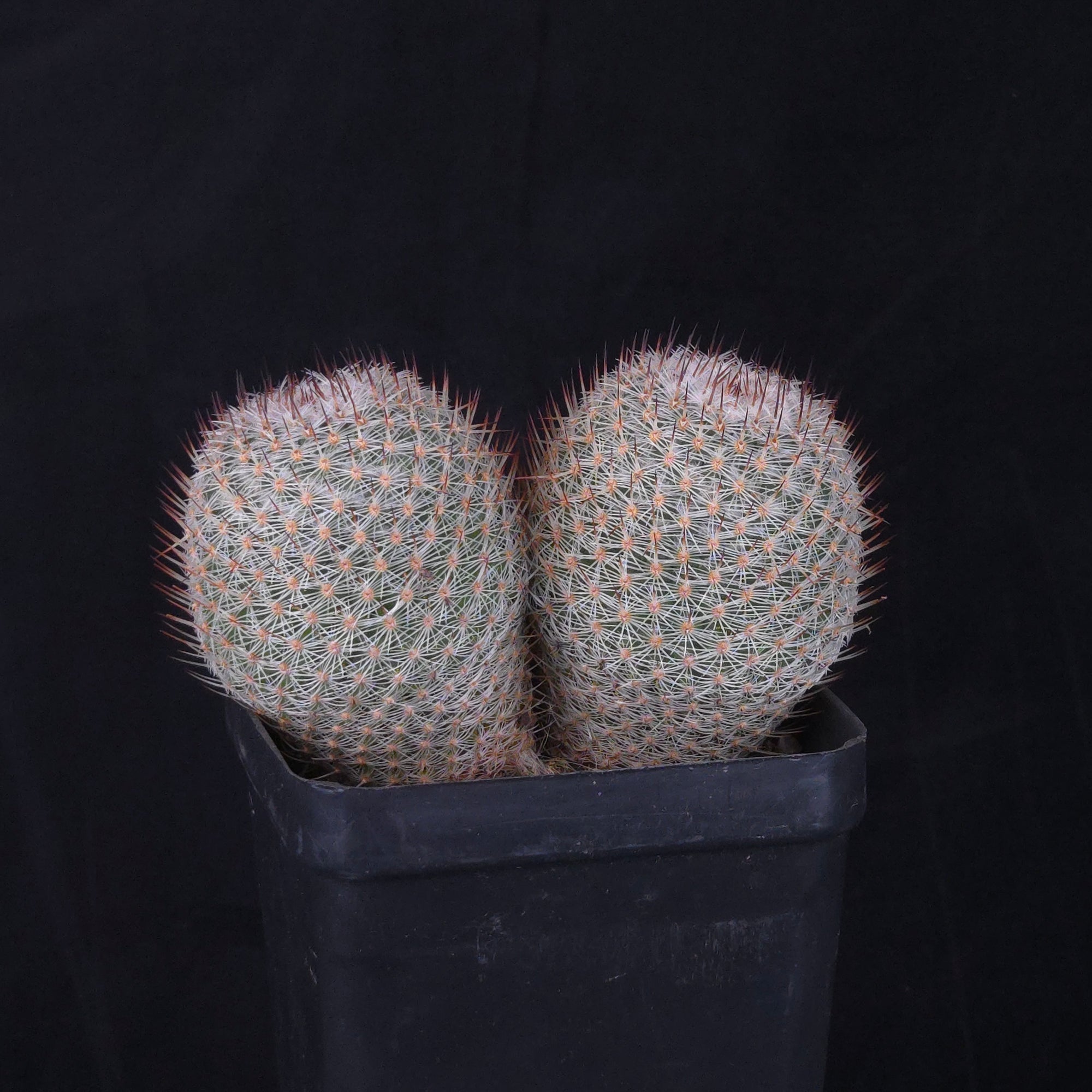 Mammillaria geminispina (elegans form)