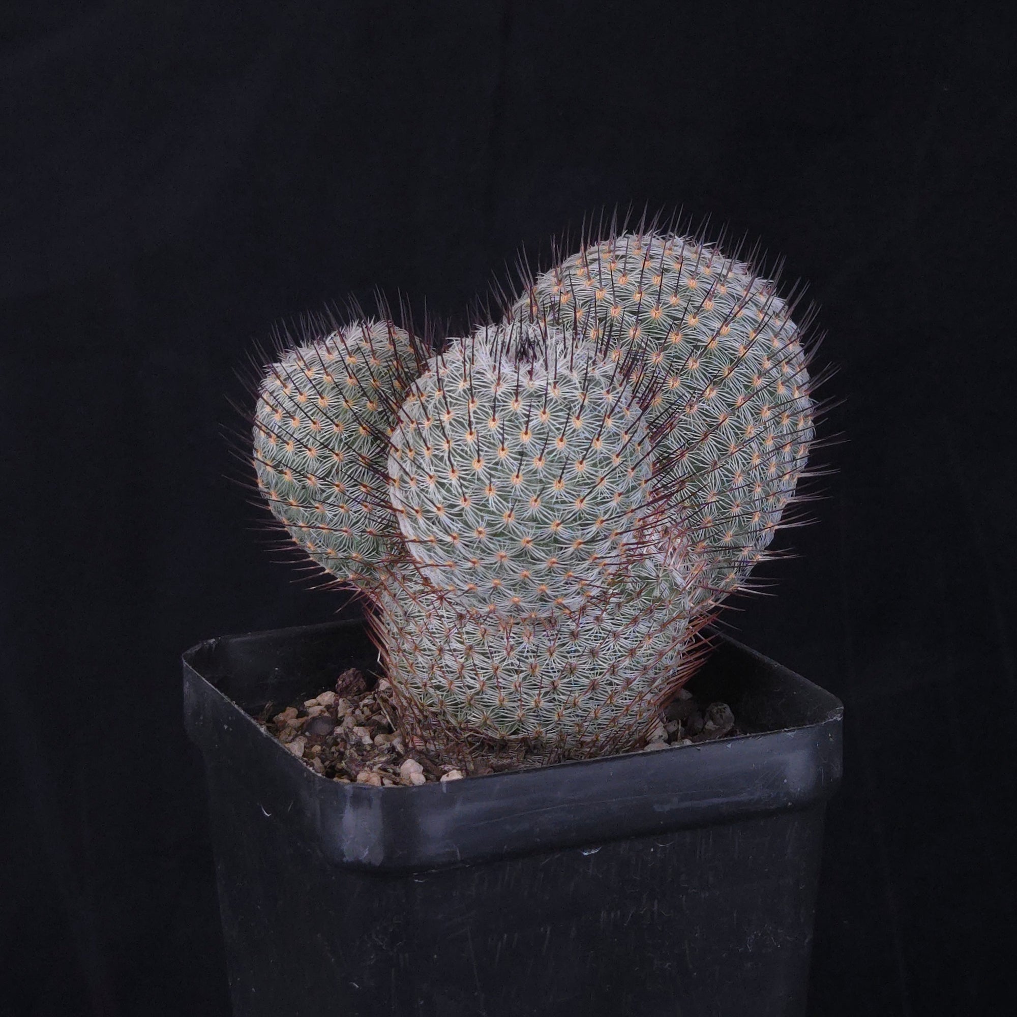 Mammillaria geminispina (elegans form)