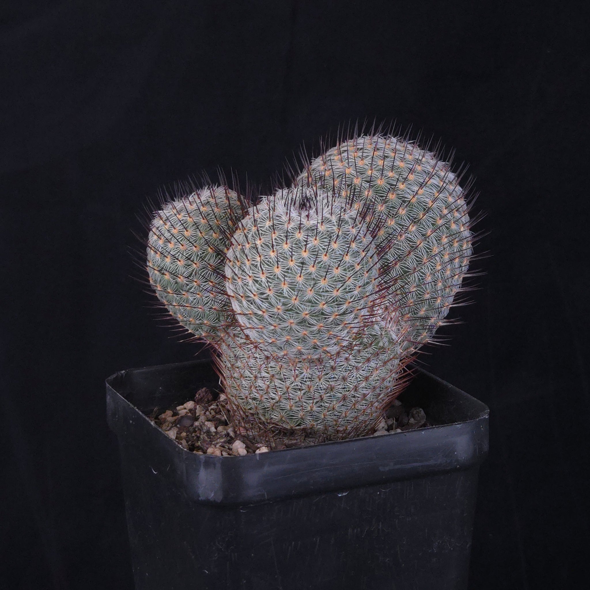 Mammillaria geminispina (elegans form)