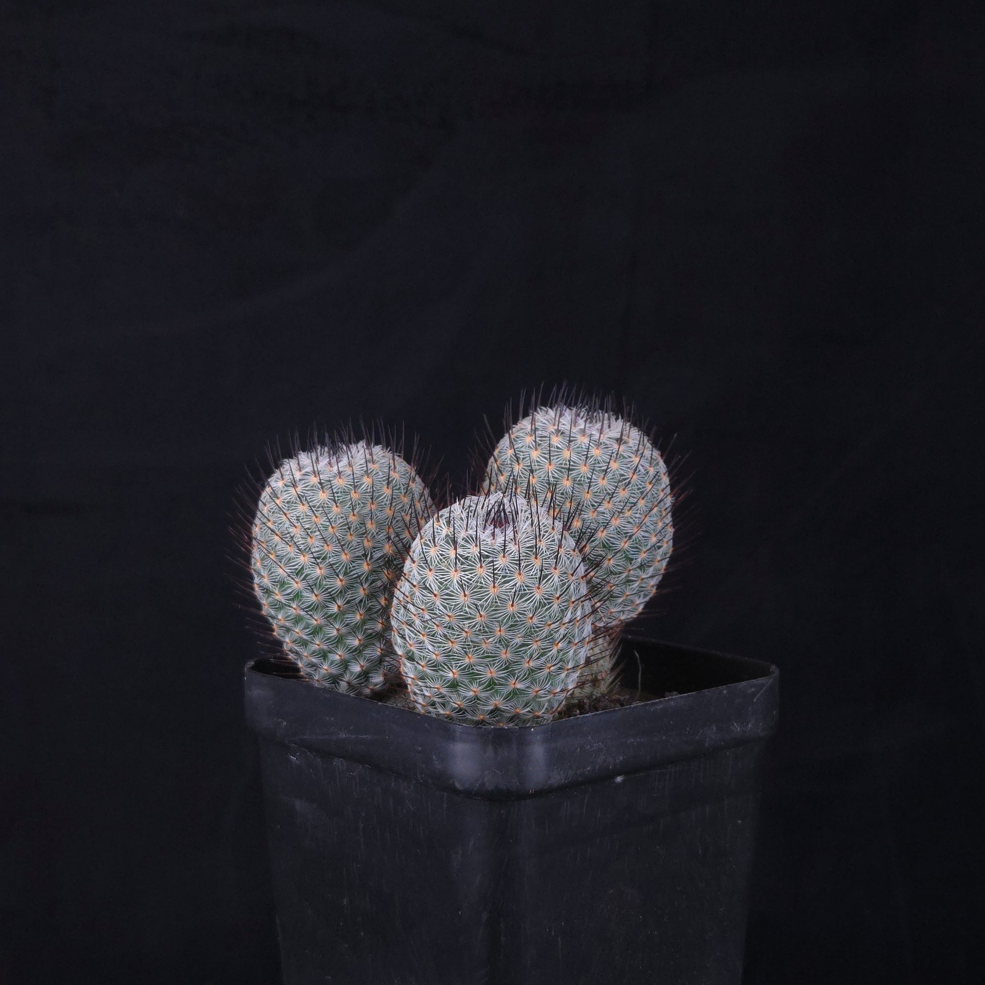 Mammillaria geminispina (elegans form)