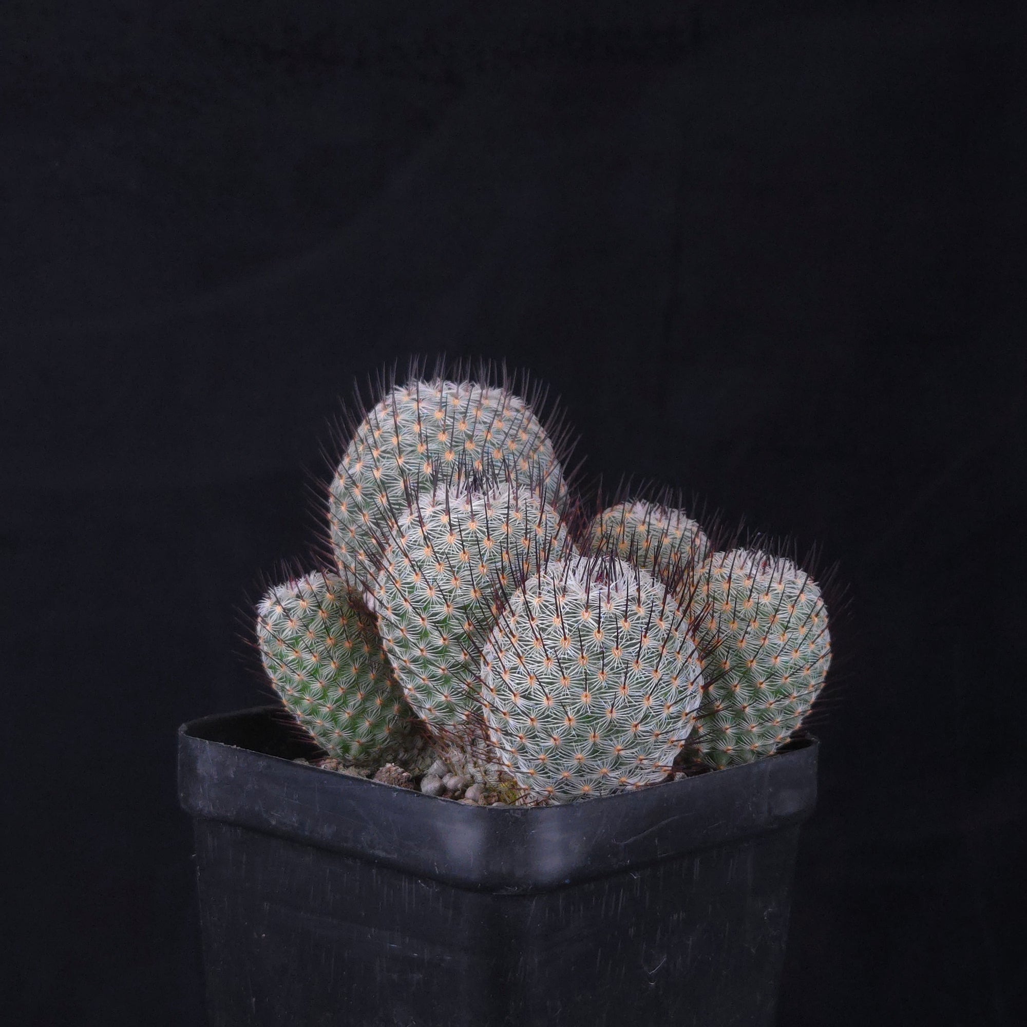 Mammillaria geminispina (elegans form)