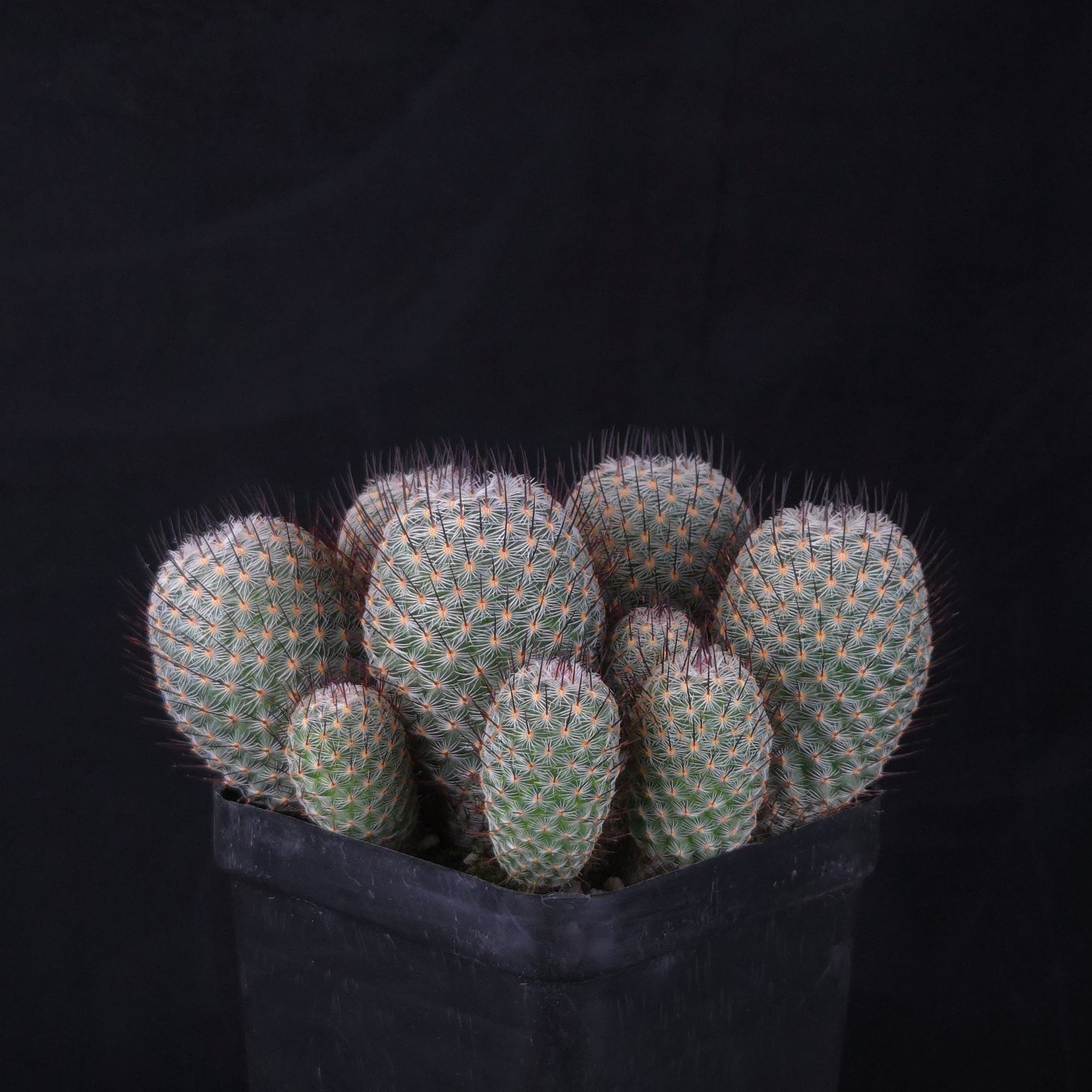Mammillaria geminispina (elegans form)