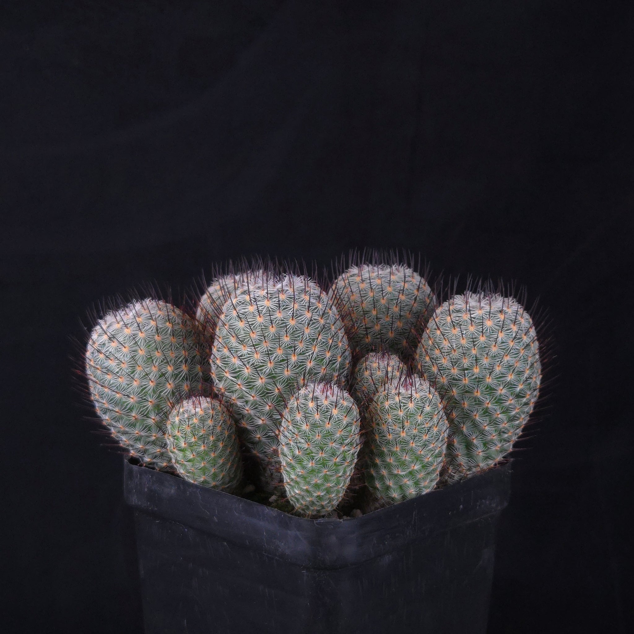 Mammillaria geminispina (elegans form)