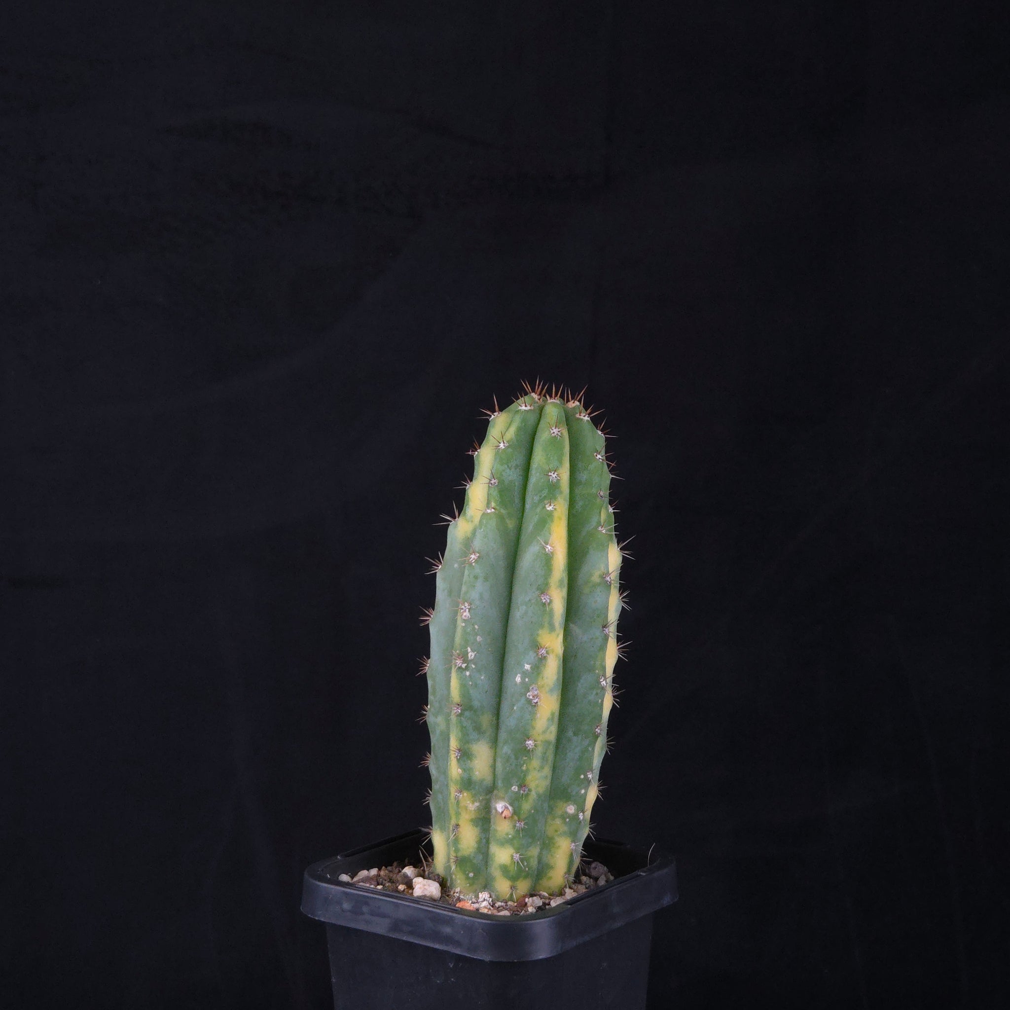Echinopsis peruvianus f. variegata (syn. Echinopsis macrogona)