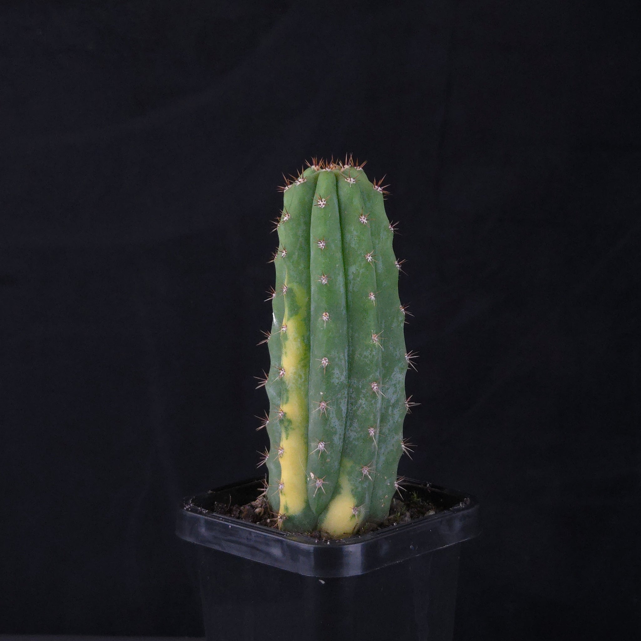 Echinopsis peruvianus f. variegata (syn. Echinopsis macrogona)