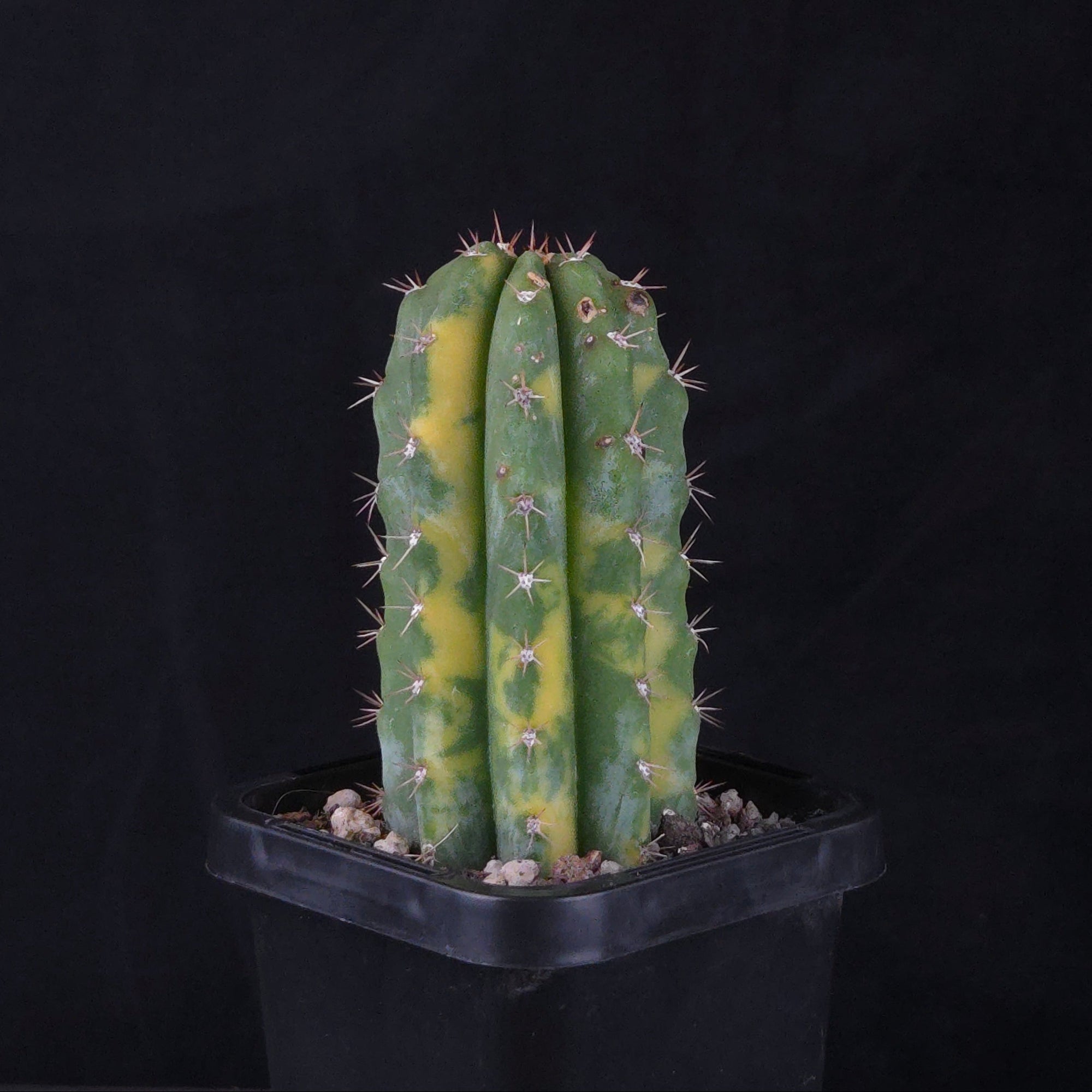 Echinopsis peruvianus f. variegata (syn. Echinopsis macrogona)
