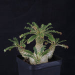 Dorstenia lavrani Hybrid (WA Prohibited)
