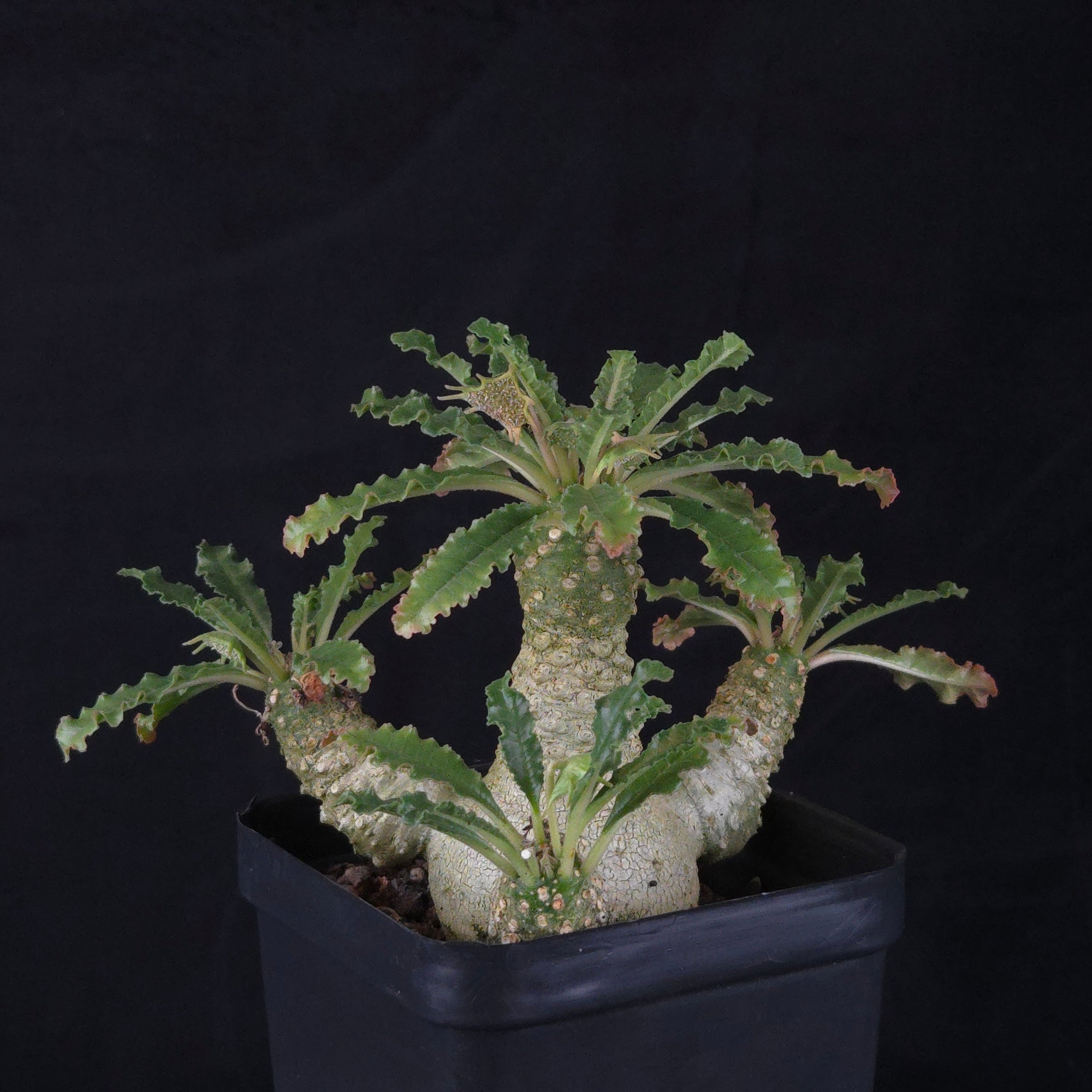 Dorstenia lavrani Hybrid (WA Prohibited)