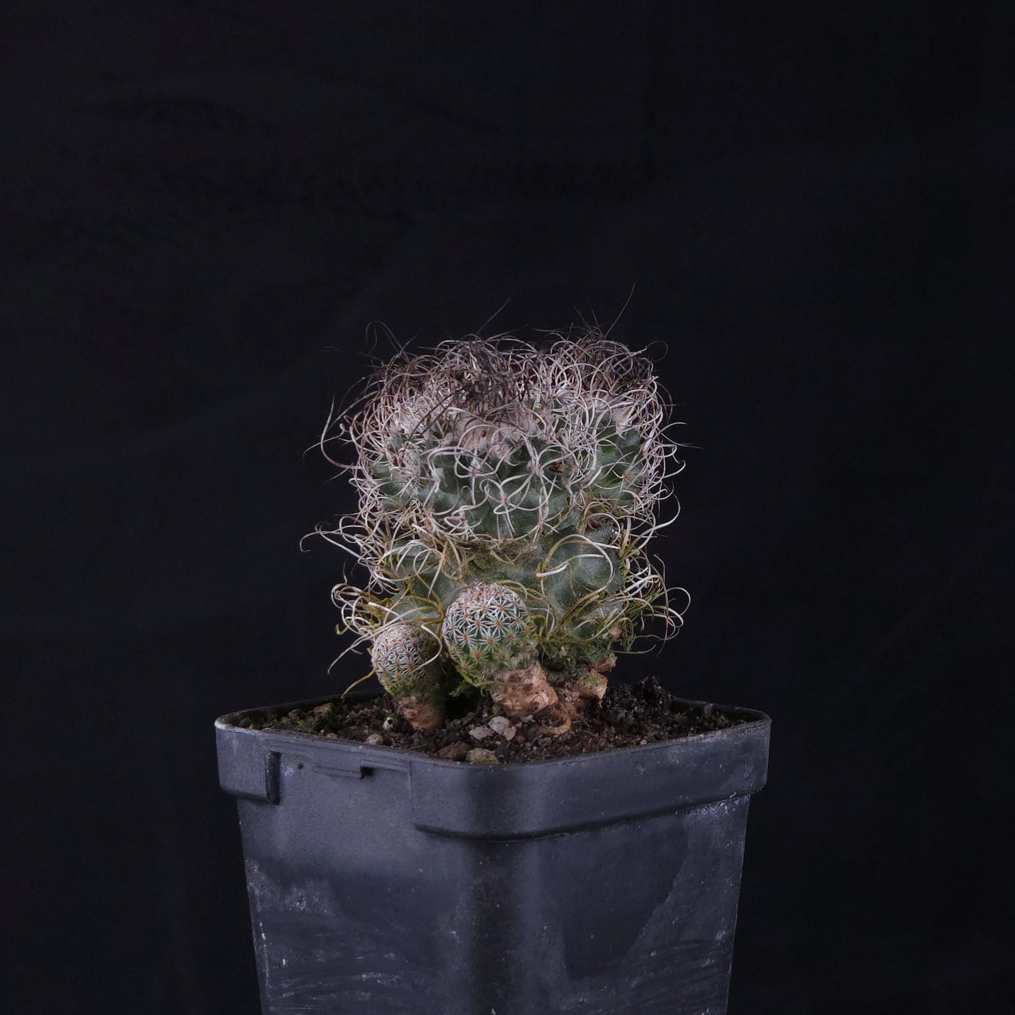 Turbinicarpus krainzianus (WA Prohibited)
