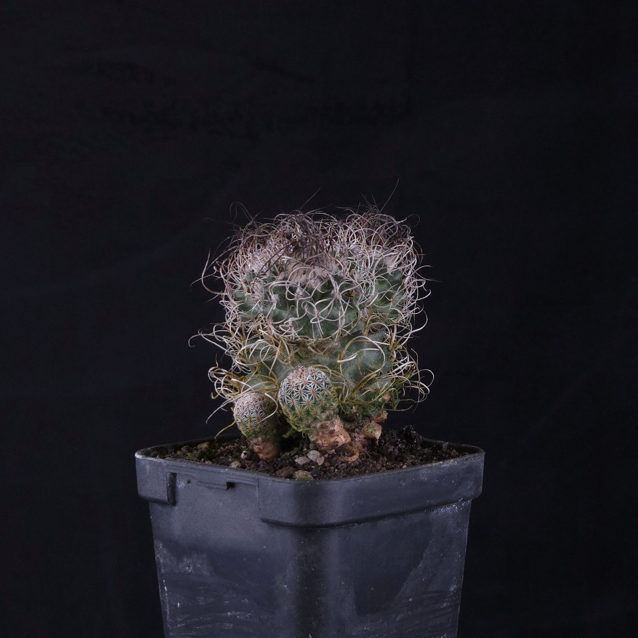 Turbinicarpus krainzianus (WA Prohibited)