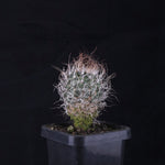 Turbinicarpus krainzianus (WA Prohibited)