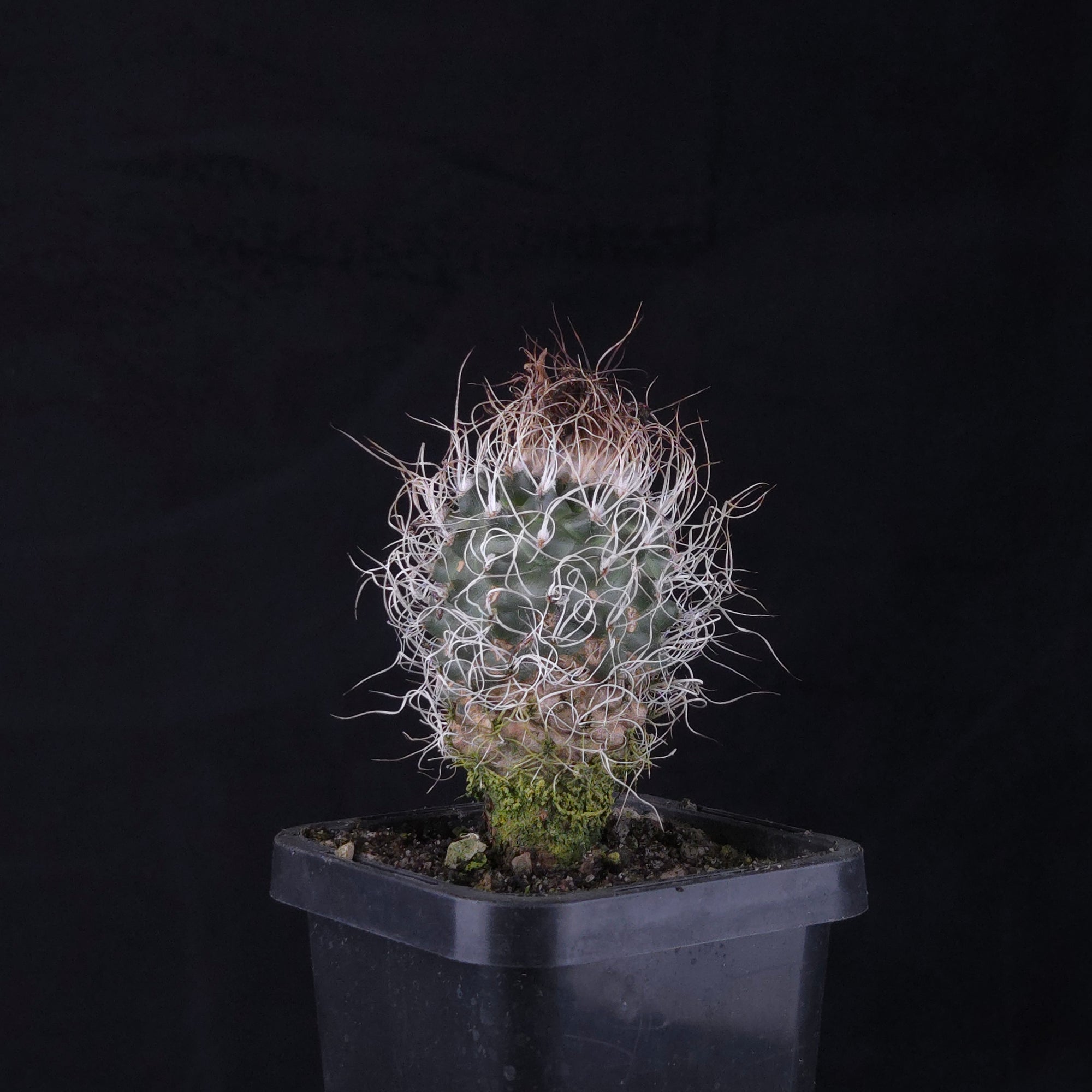 Turbinicarpus krainzianus (WA Prohibited)