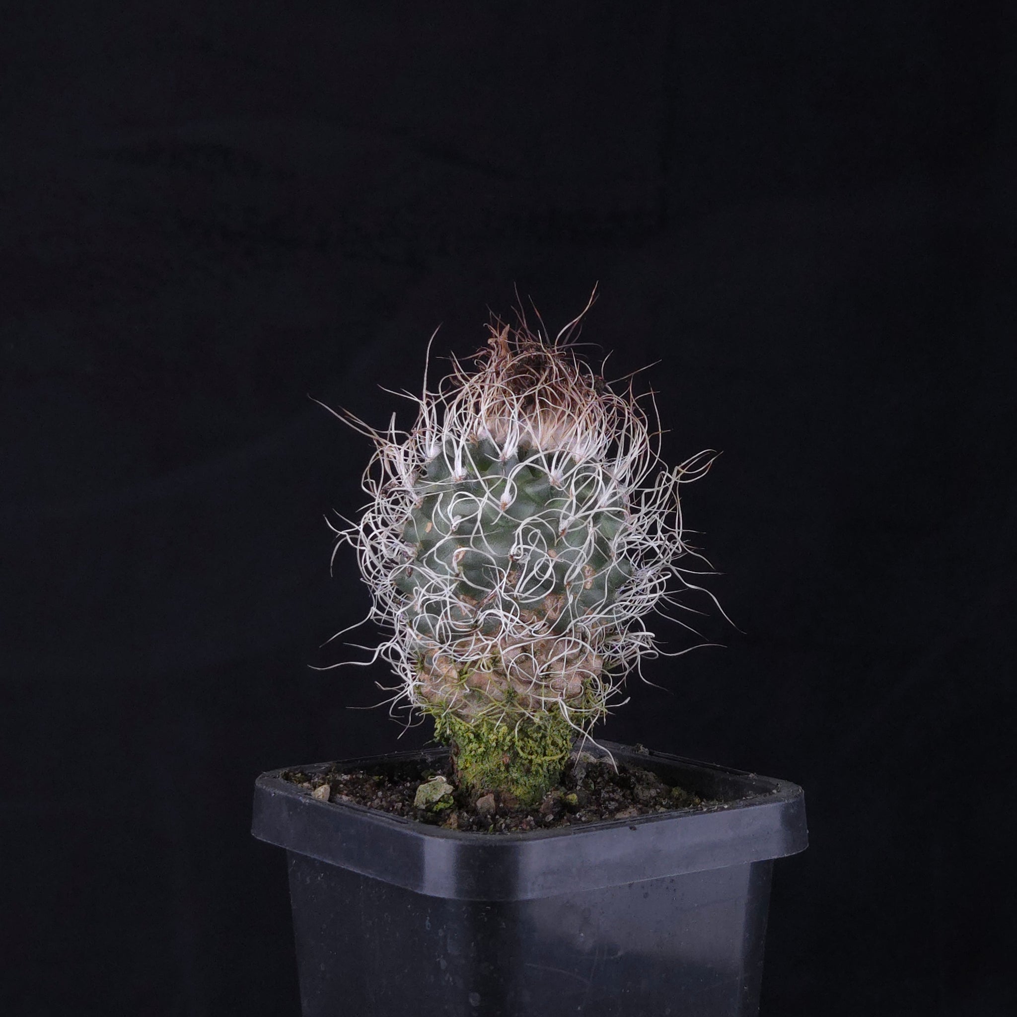 Turbinicarpus krainzianus (WA Prohibited)