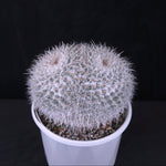 Mammillaria parkinsonii - One Off Specials