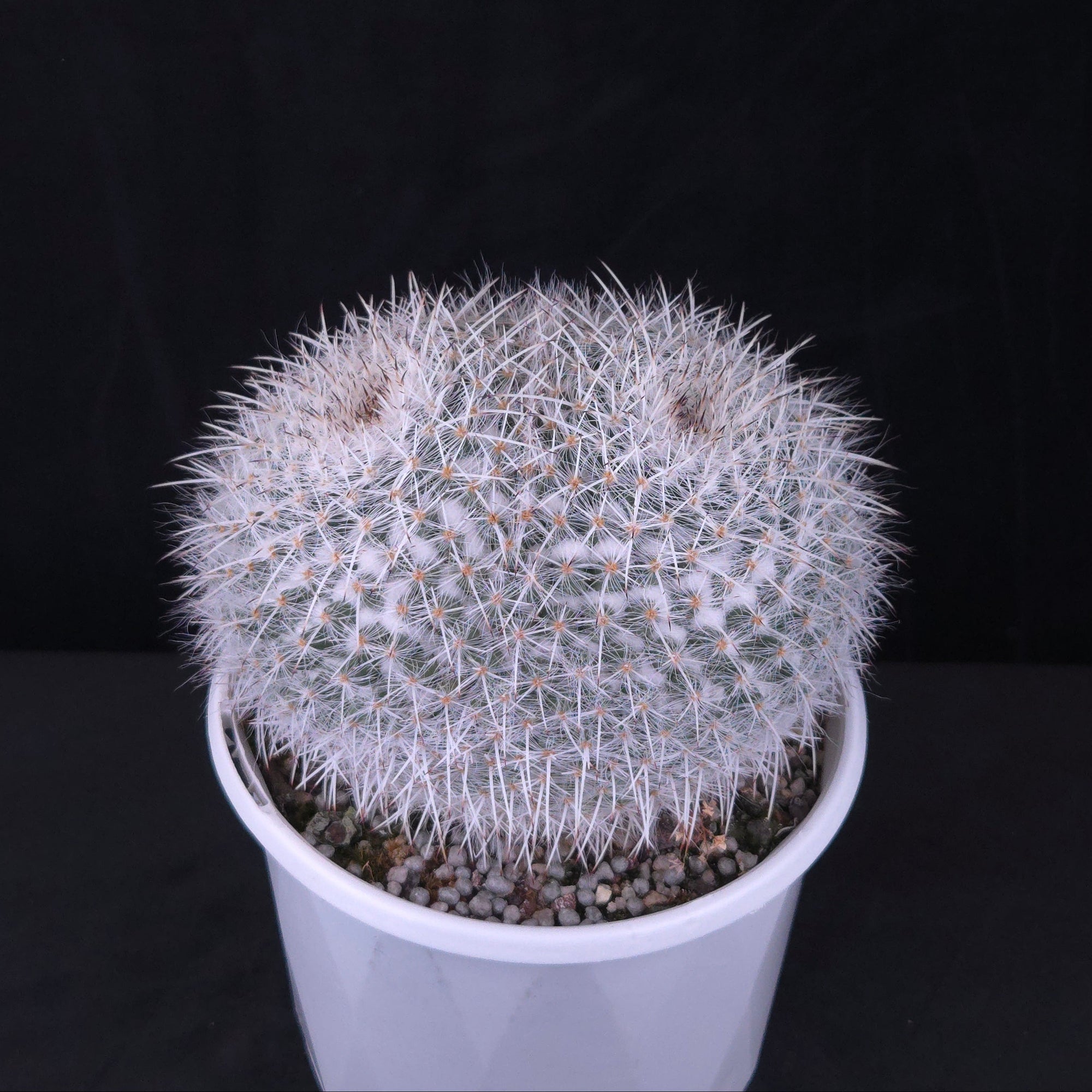 Mammillaria parkinsonii - One Off Specials