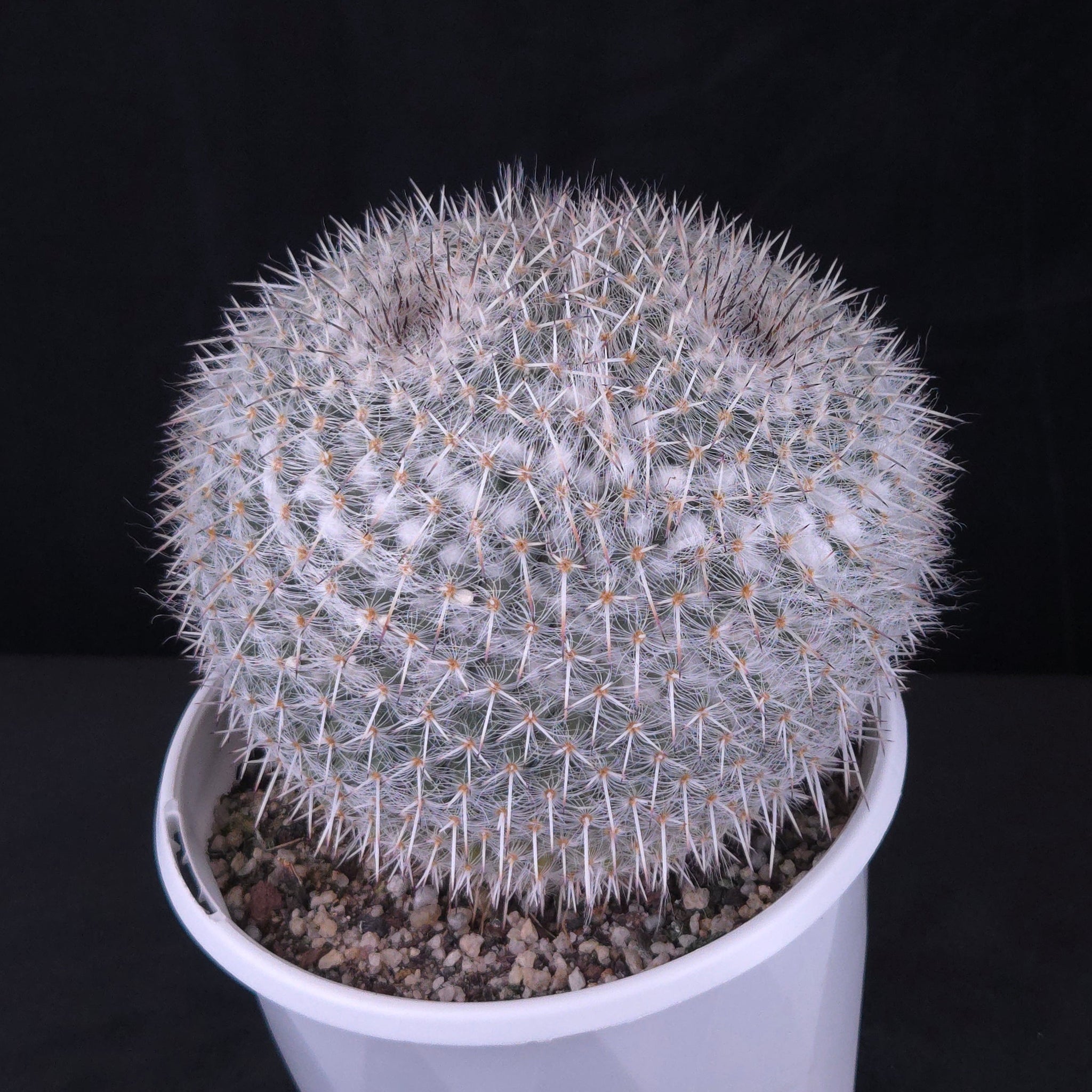 grey cactus Mammillaria parkinsonii