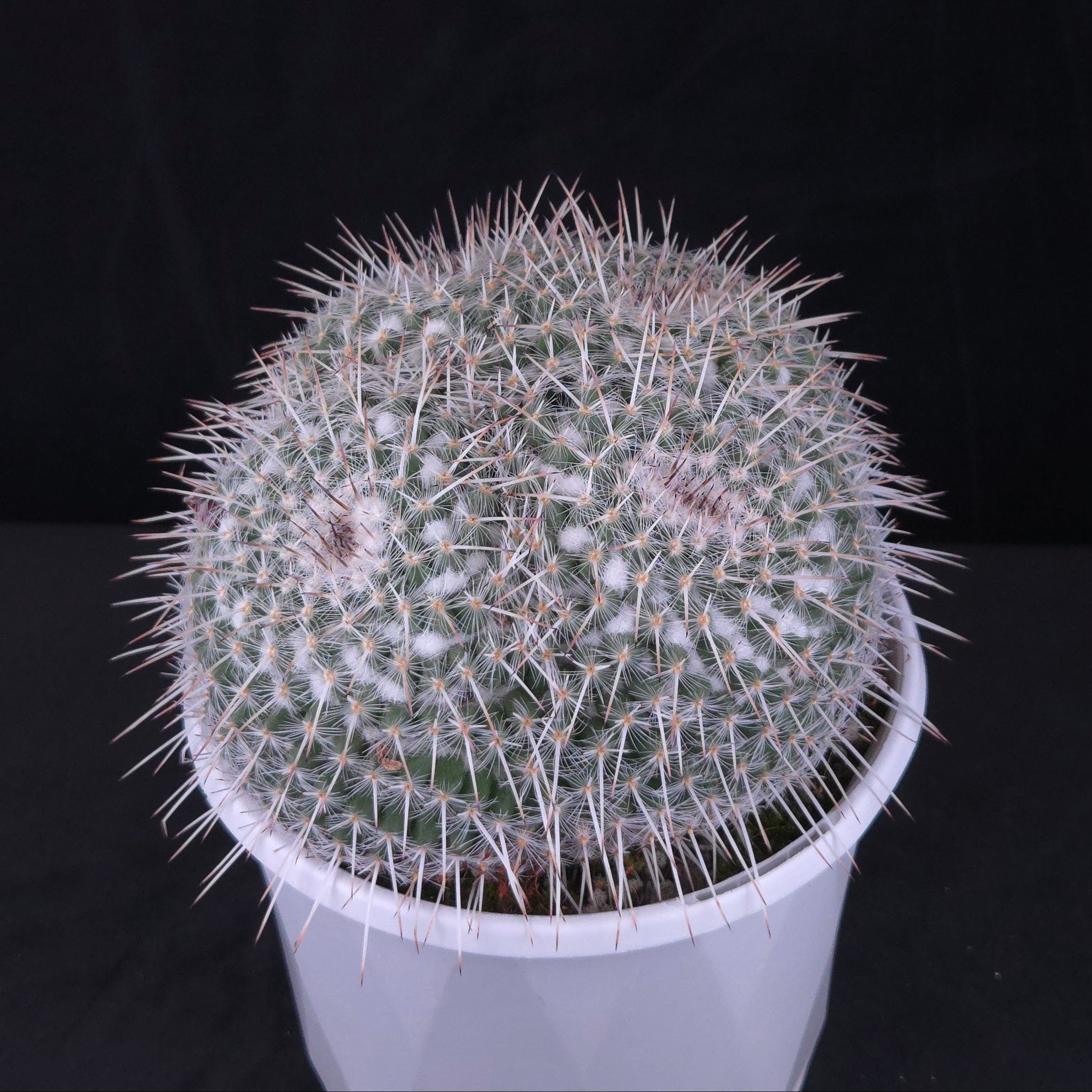 Mammillaria parkinsonii - One Off Specials