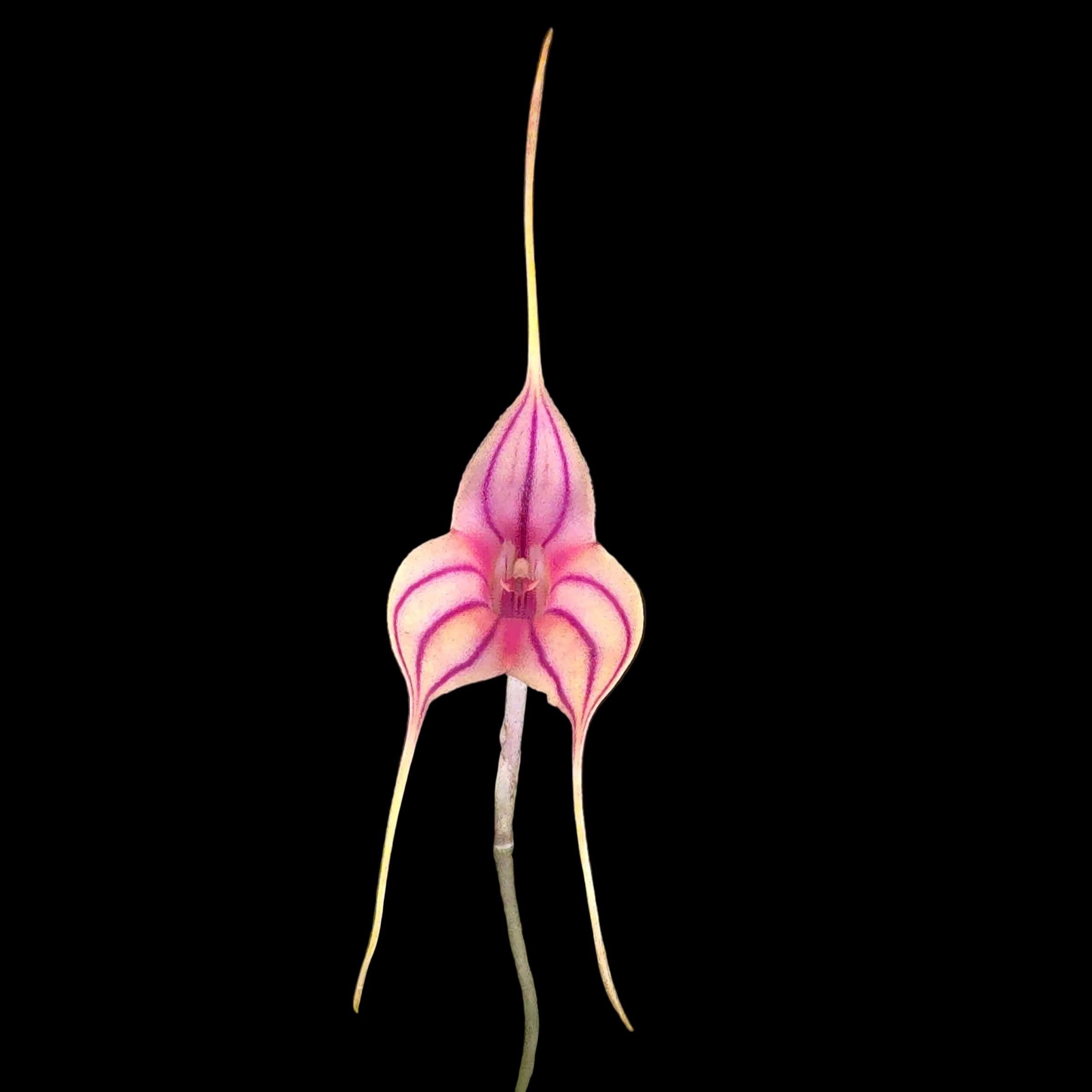 Masdevallia Magic Dragon 'Fáfnir' – Collectors Online