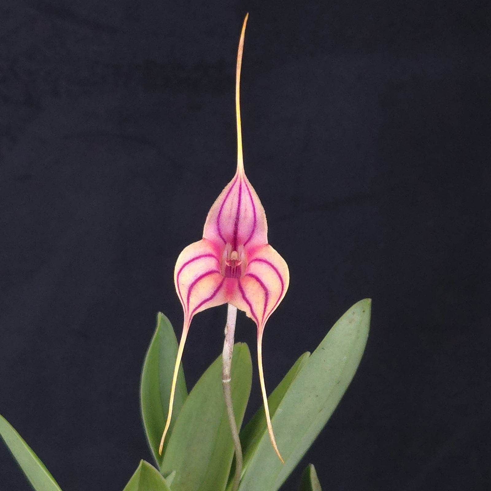 Masdevallia Magic Dragon 'Fáfnir'