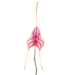 Masdevallia Magic Dragon 'Fáfnir'