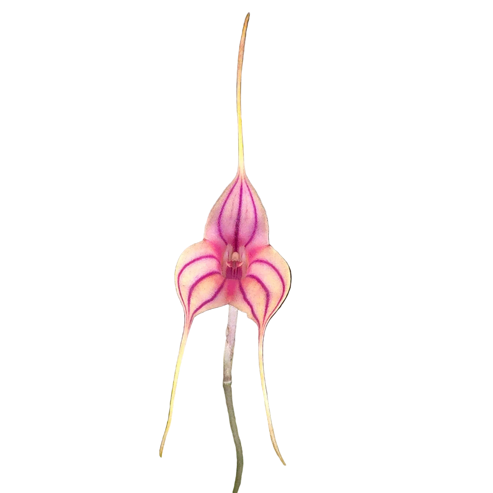 Masdevallia Magic Dragon 'Fáfnir'