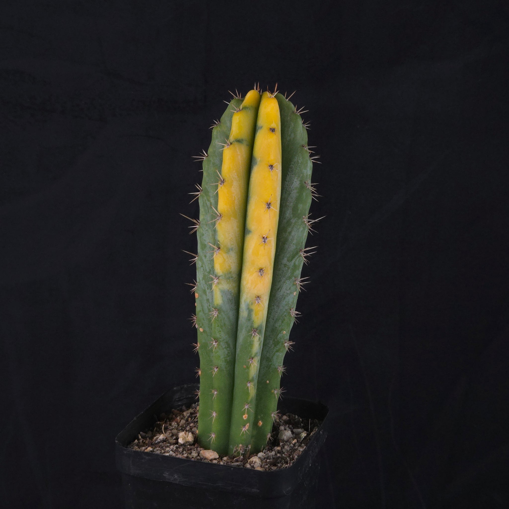 Echinopsis peruvianus f. variegata (syn. Echinopsis macrogona)