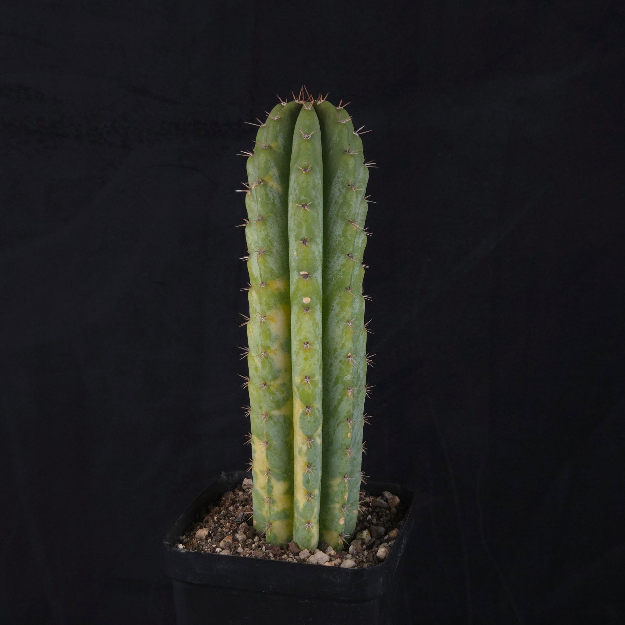 Echinopsis peruvianus f. variegata (syn. Echinopsis macrogona)