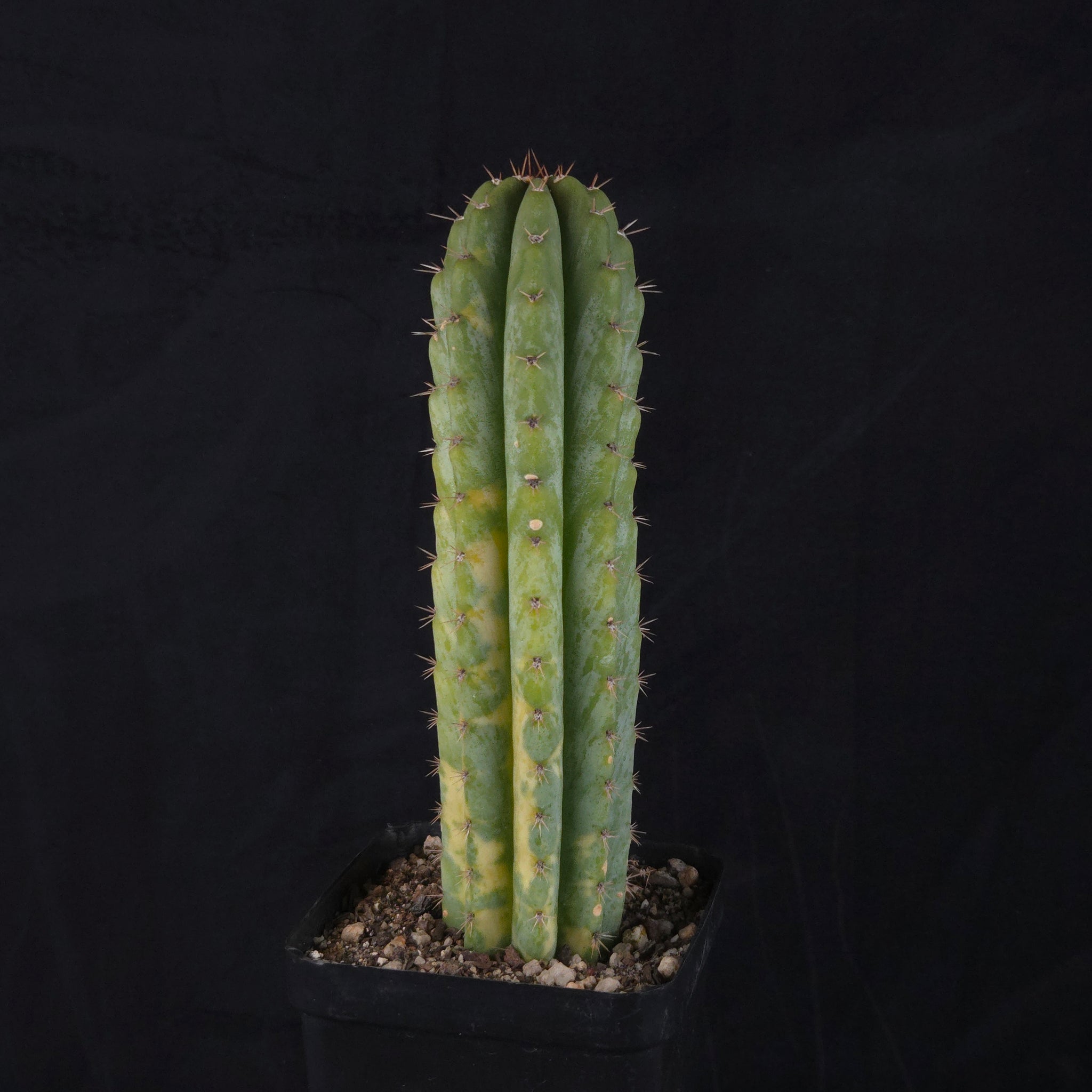 Echinopsis peruvianus f. variegata (syn. Echinopsis macrogona)