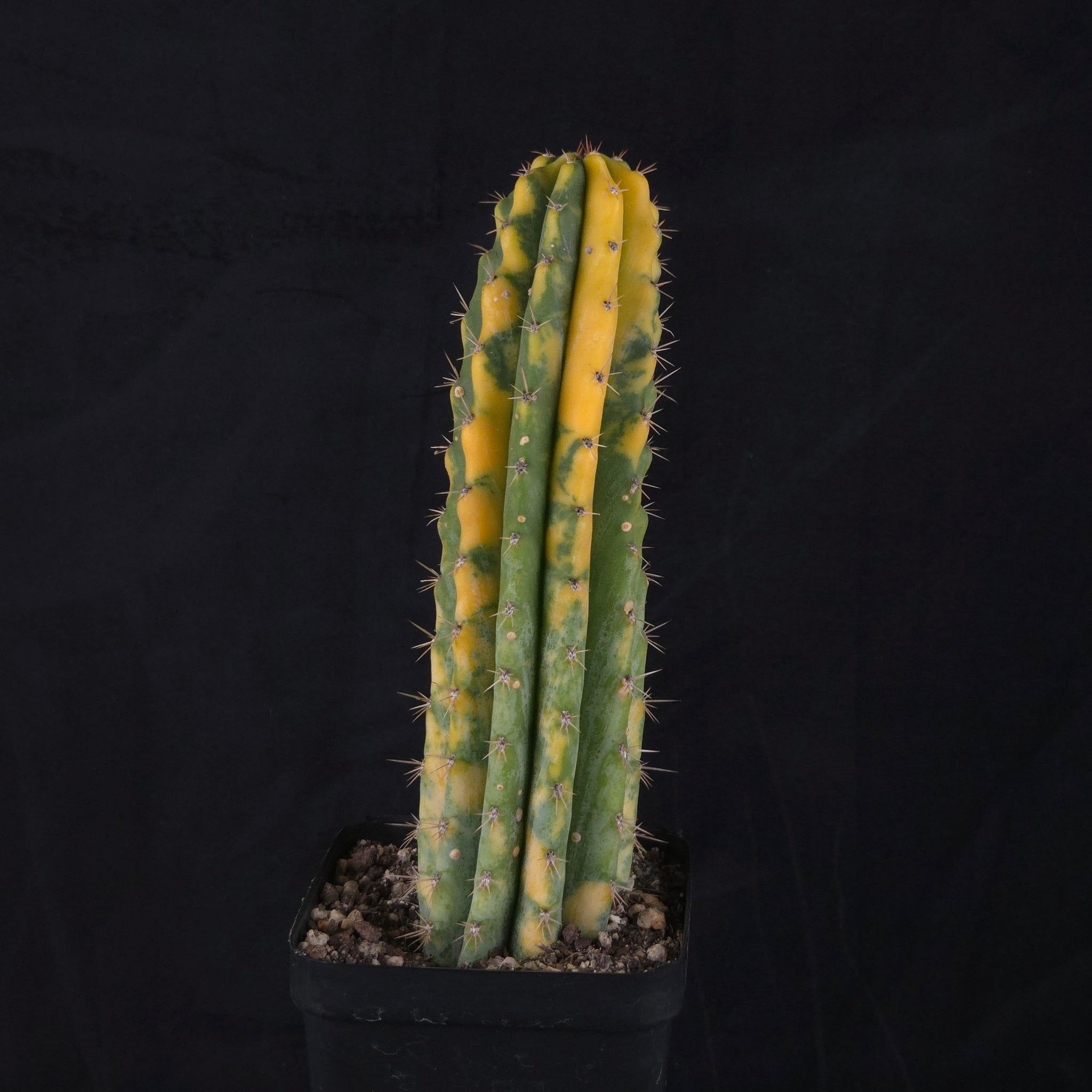 Echinopsis peruvianus f. variegata (syn. Echinopsis macrogona)