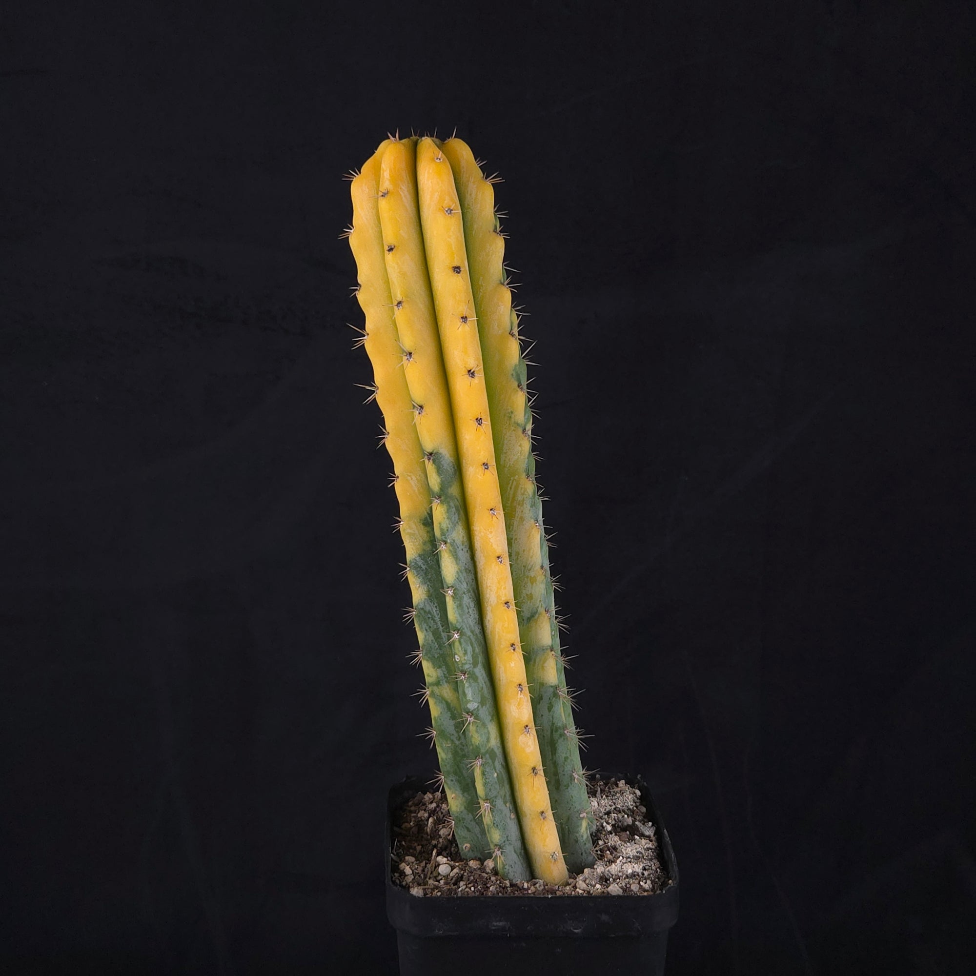 Echinopsis peruvianus f. variegata (syn. Echinopsis macrogona)