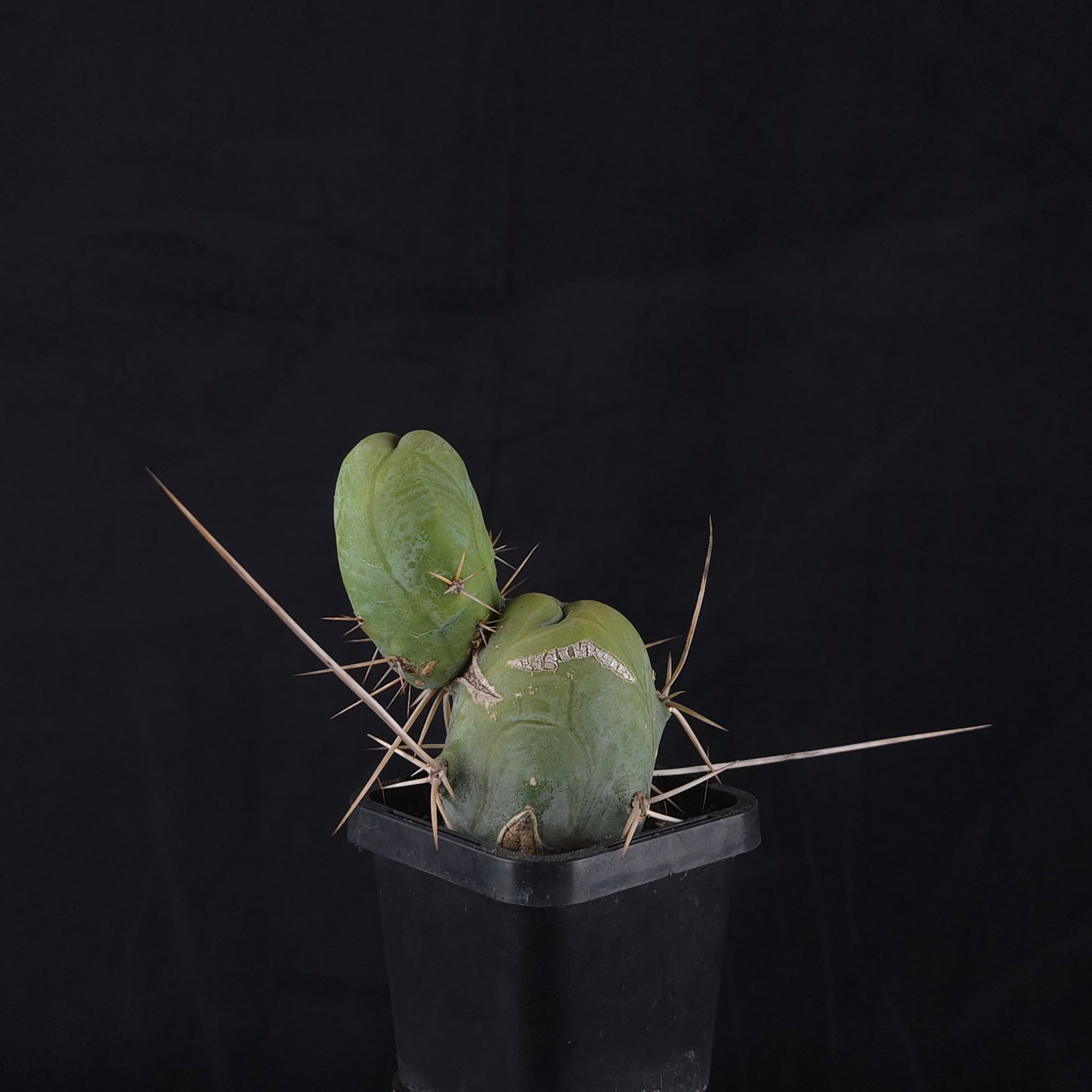 Trichocereus bridgesii f. monstrosa (Penis Cactus)