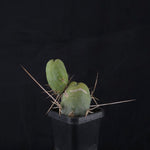 Trichocereus bridgesii f. monstrosa (Penis Cactus)