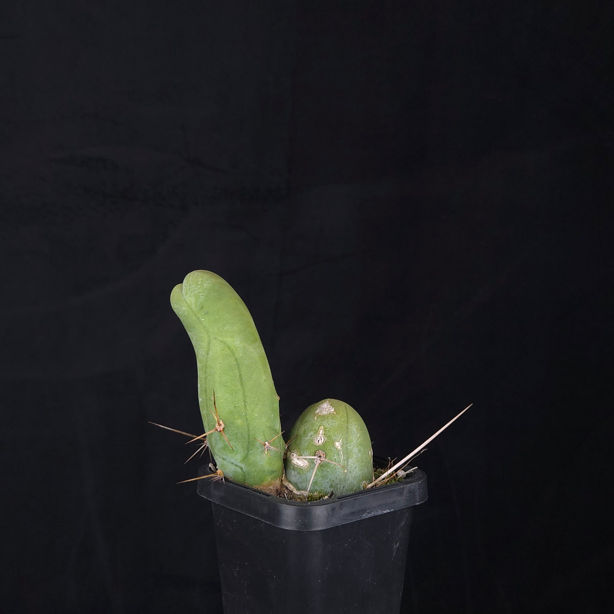Trichocereus bridgesii f. monstrosa (Penis Cactus)