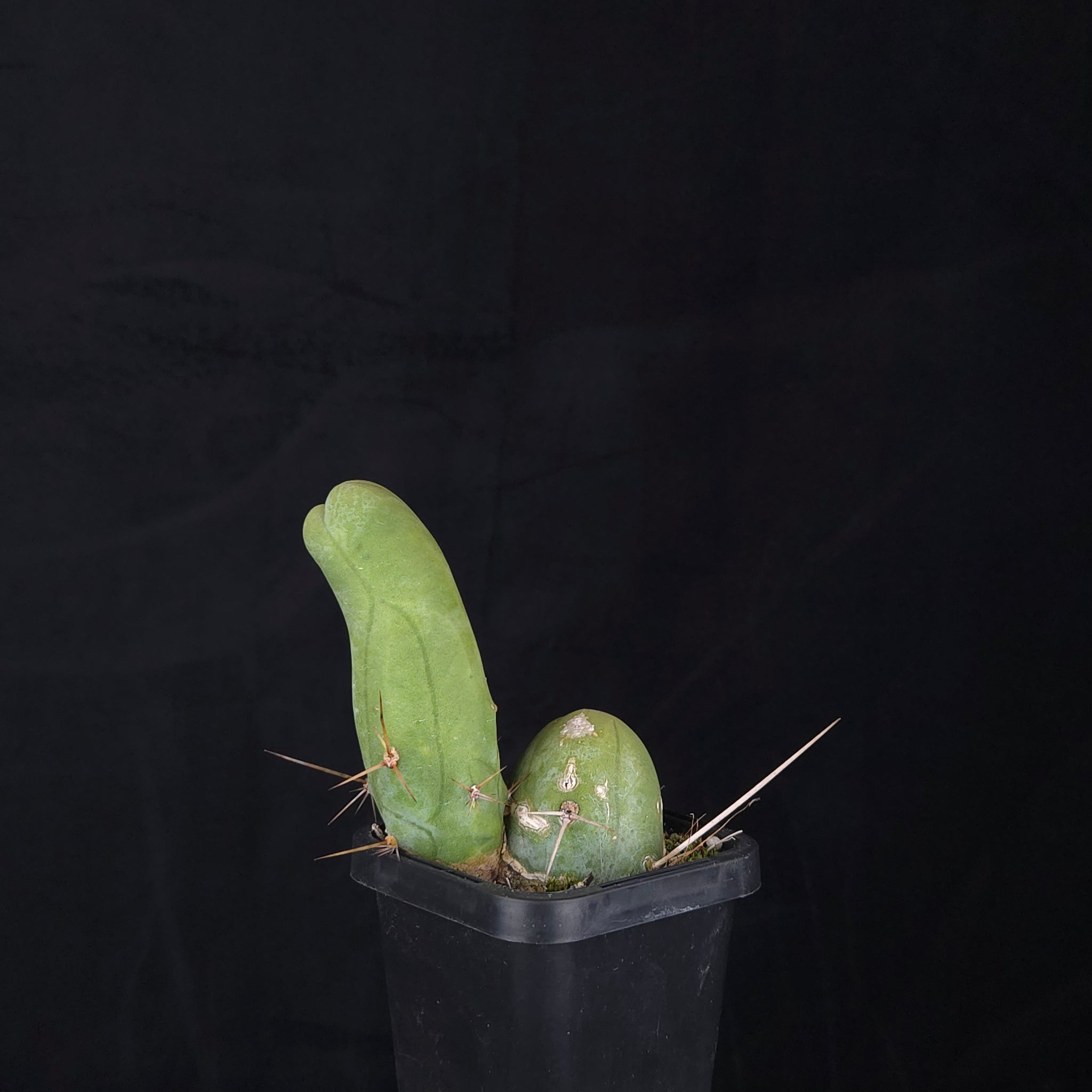 Trichocereus bridgesii f. monstrosa (Penis Cactus)