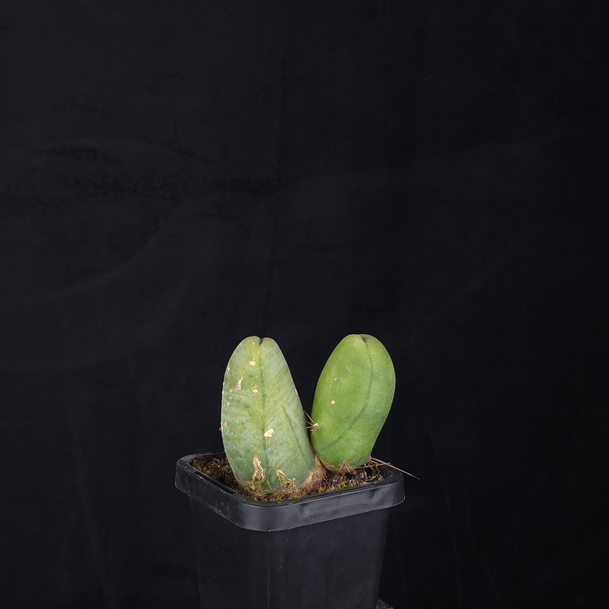 Trichocereus bridgesii f. monstrosa (Penis Cactus)