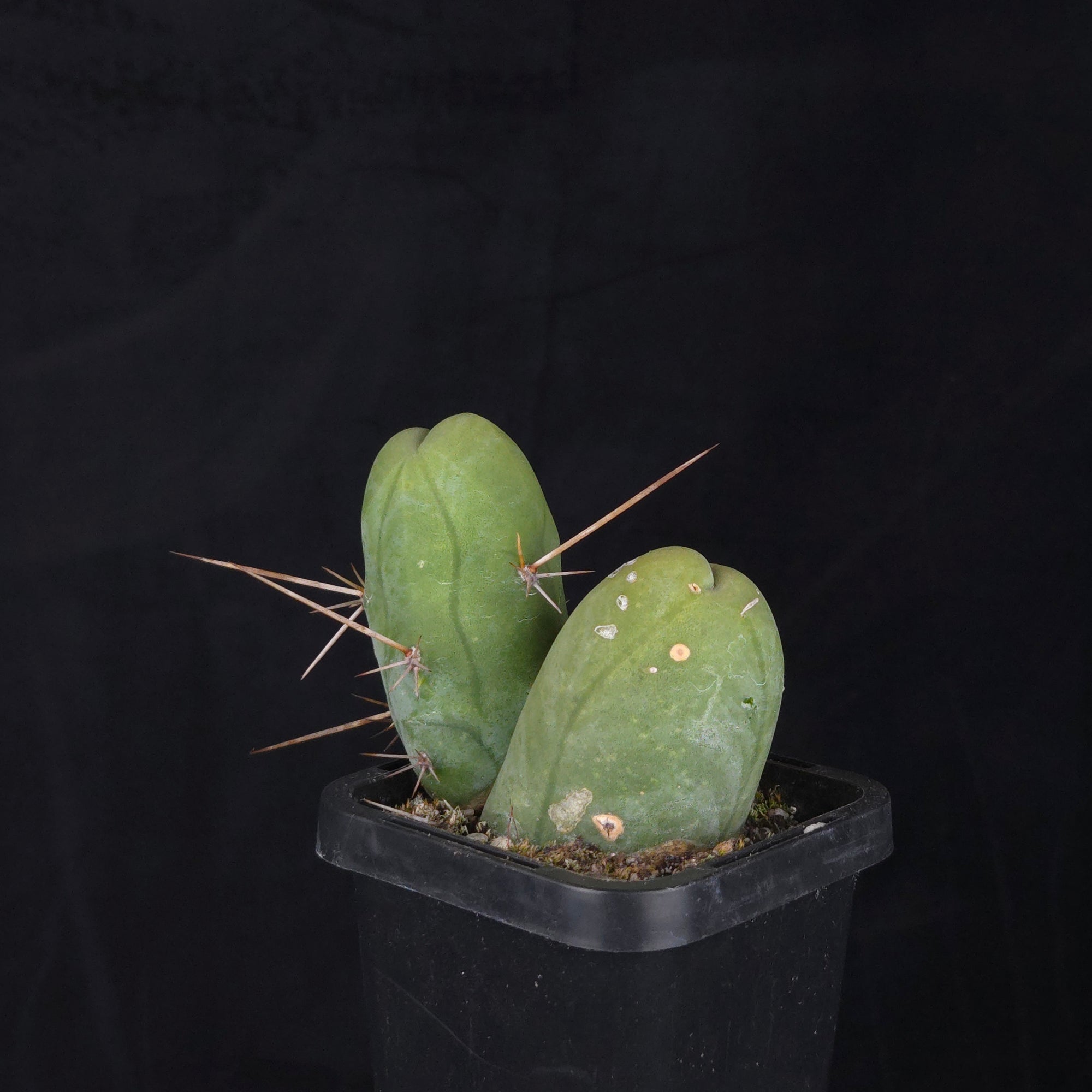 Trichocereus bridgesii f. monstrosa (Penis Cactus)