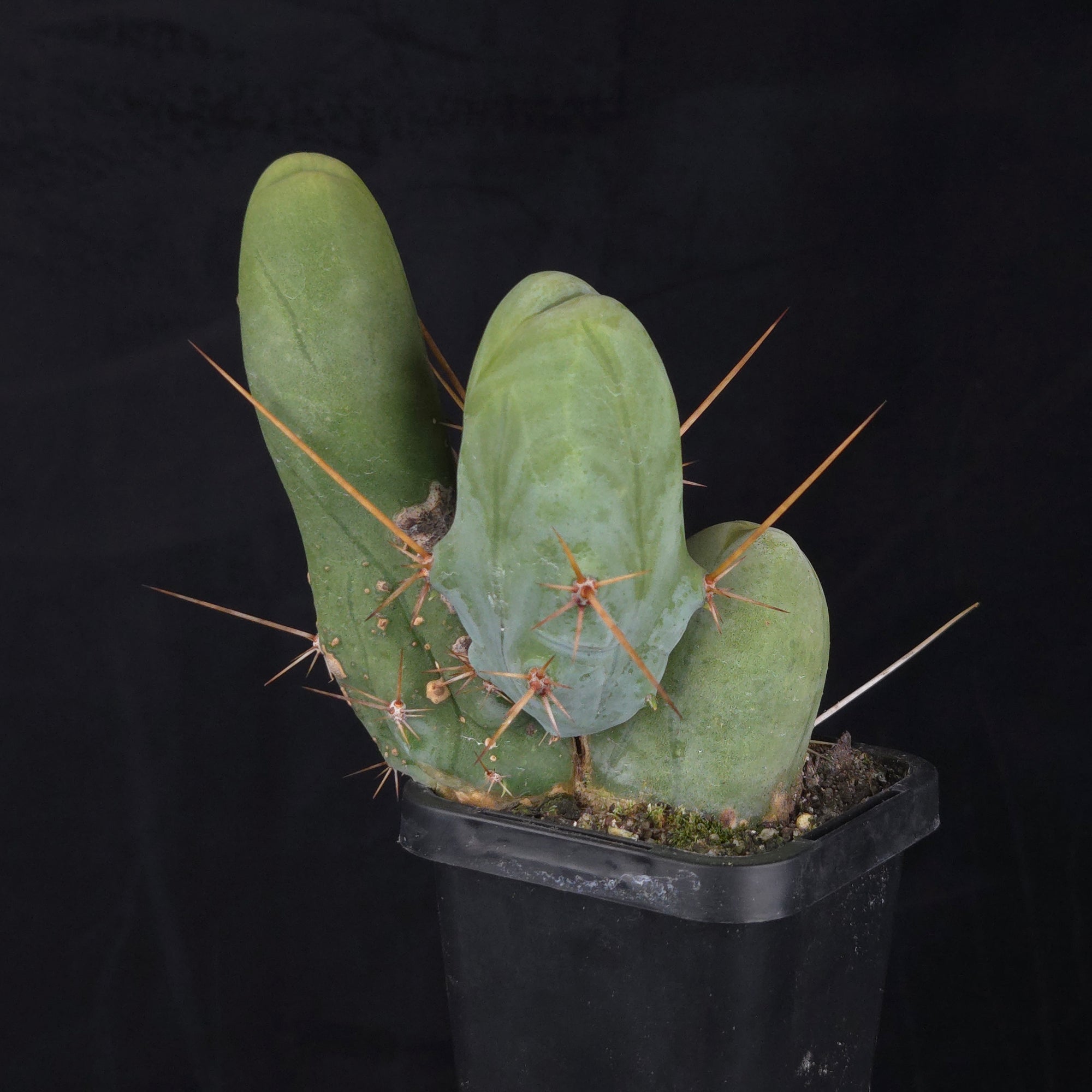Trichocereus bridgesii f. monstrosa (Penis Cactus)