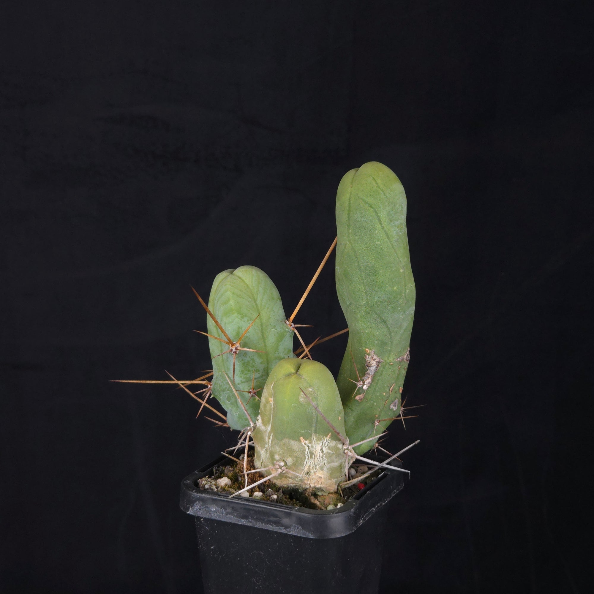 Trichocereus bridgesii f. monstrosa (Penis Cactus)