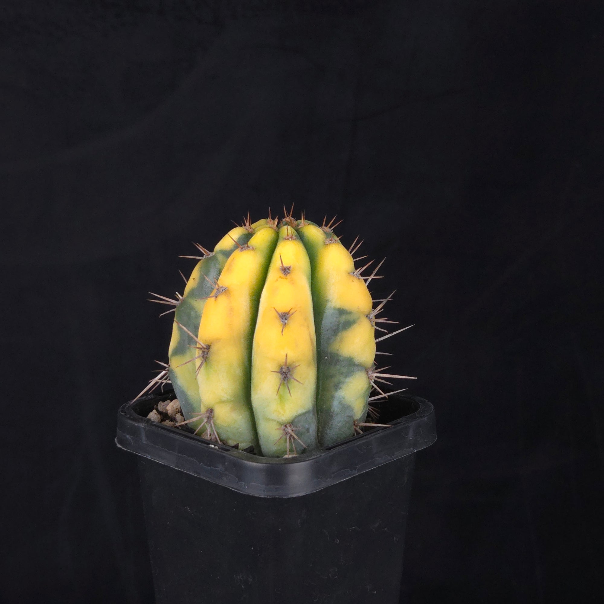 Echinopsis peruvianus f. variegata (syn. Echinopsis macrogona)