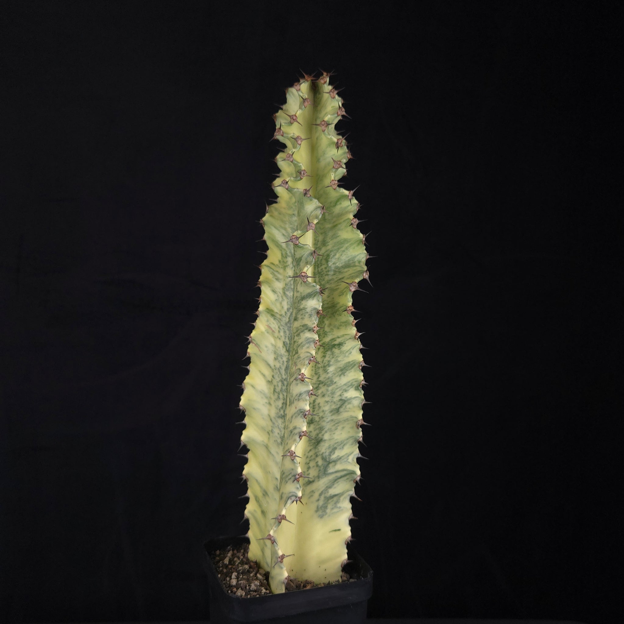 Euphorbia ammak variegata (WA Prohibited)