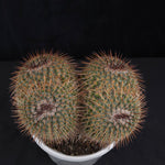 Mammillaria parkinsonii - One Off Specials