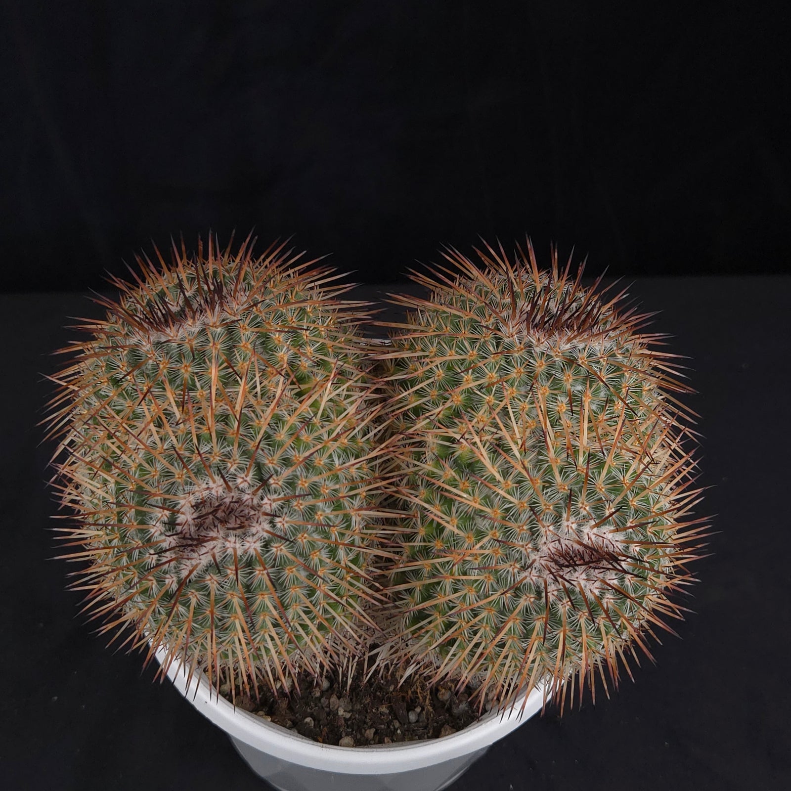Mammillaria parkinsonii - One Off Specials