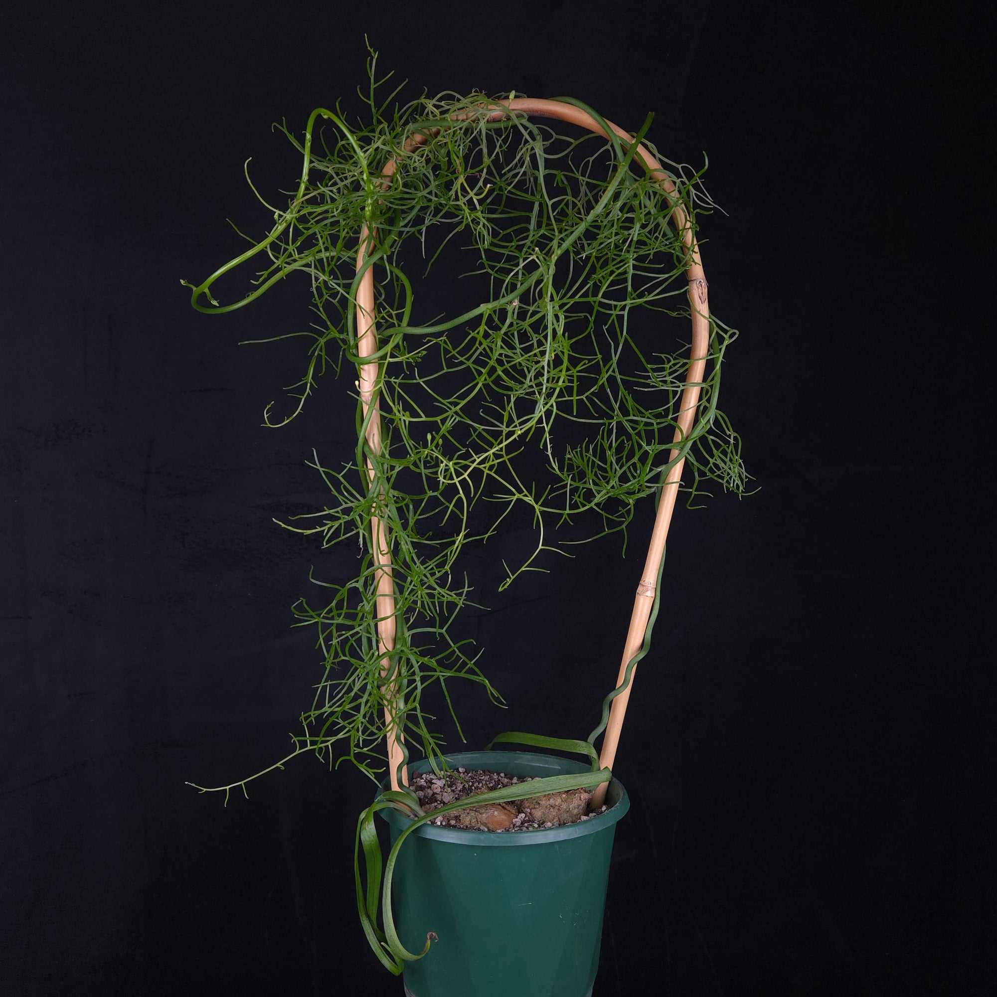 Bowiea volubilis