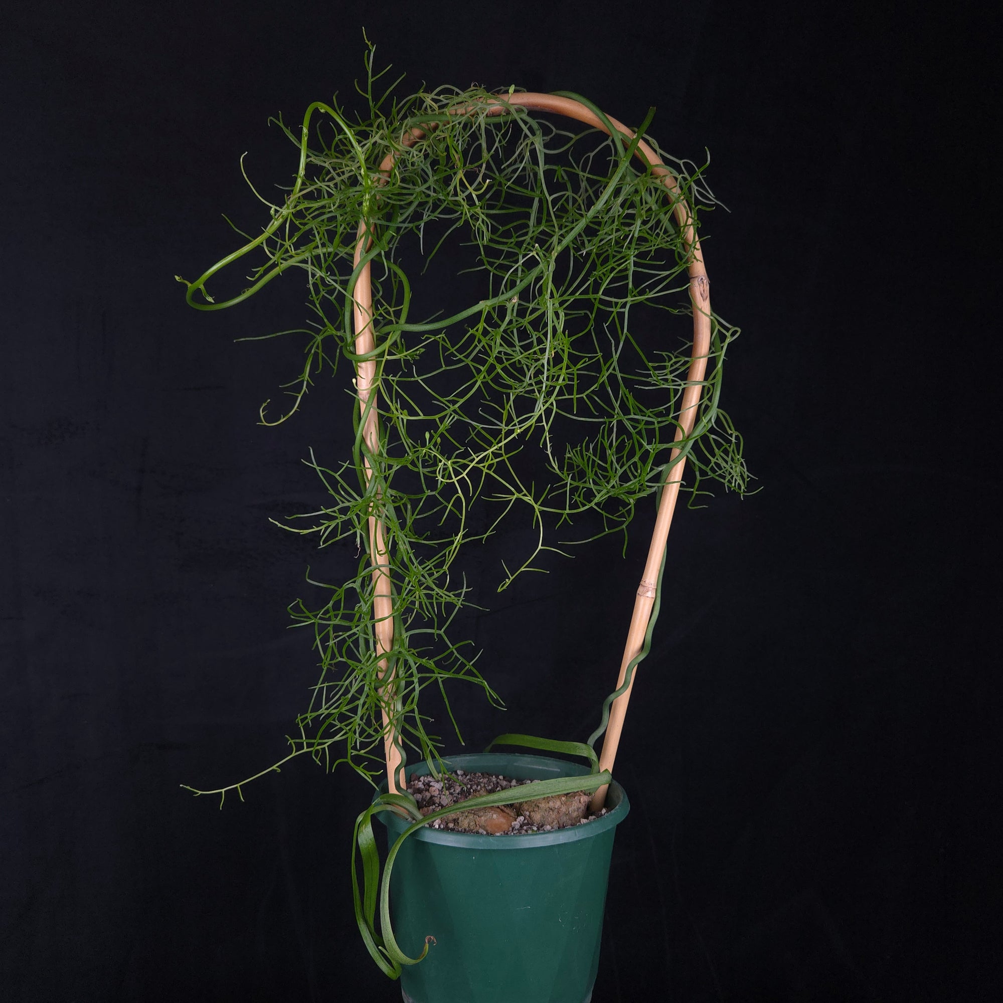 Bowiea volubilis