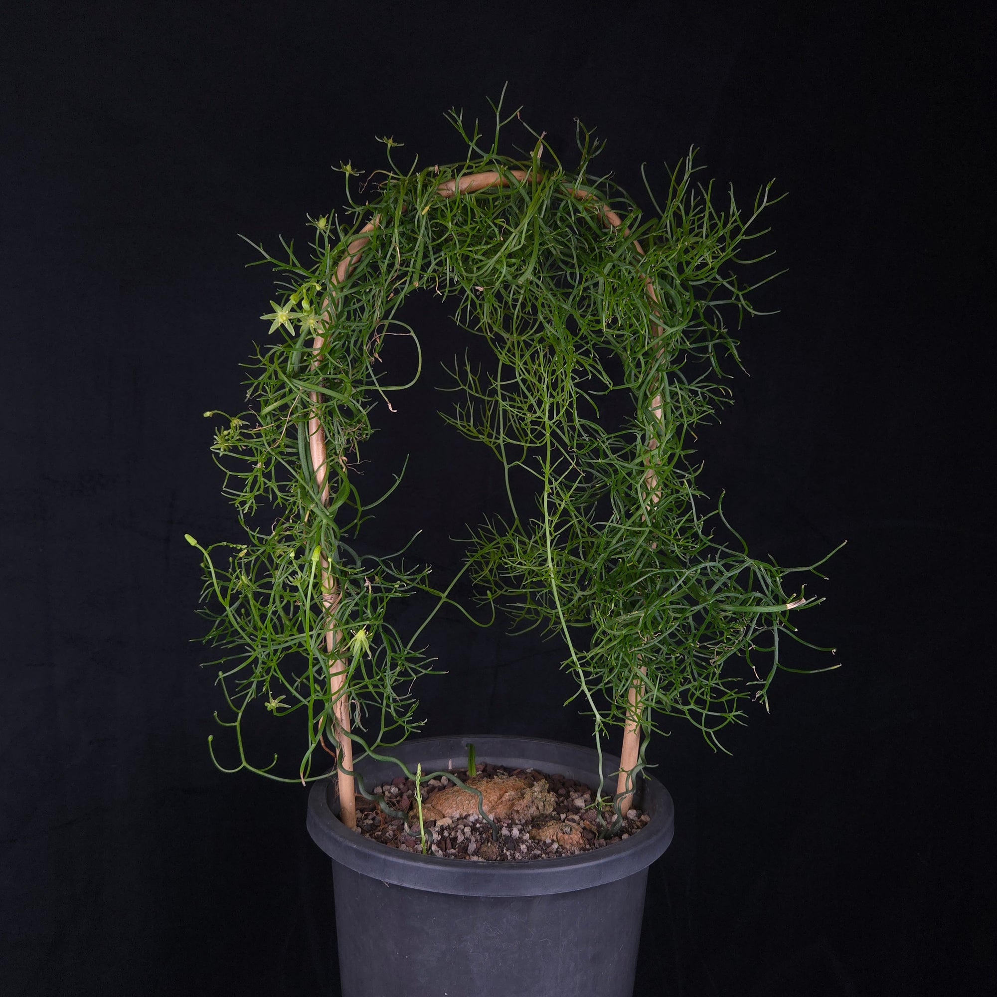 Bowiea volubilis