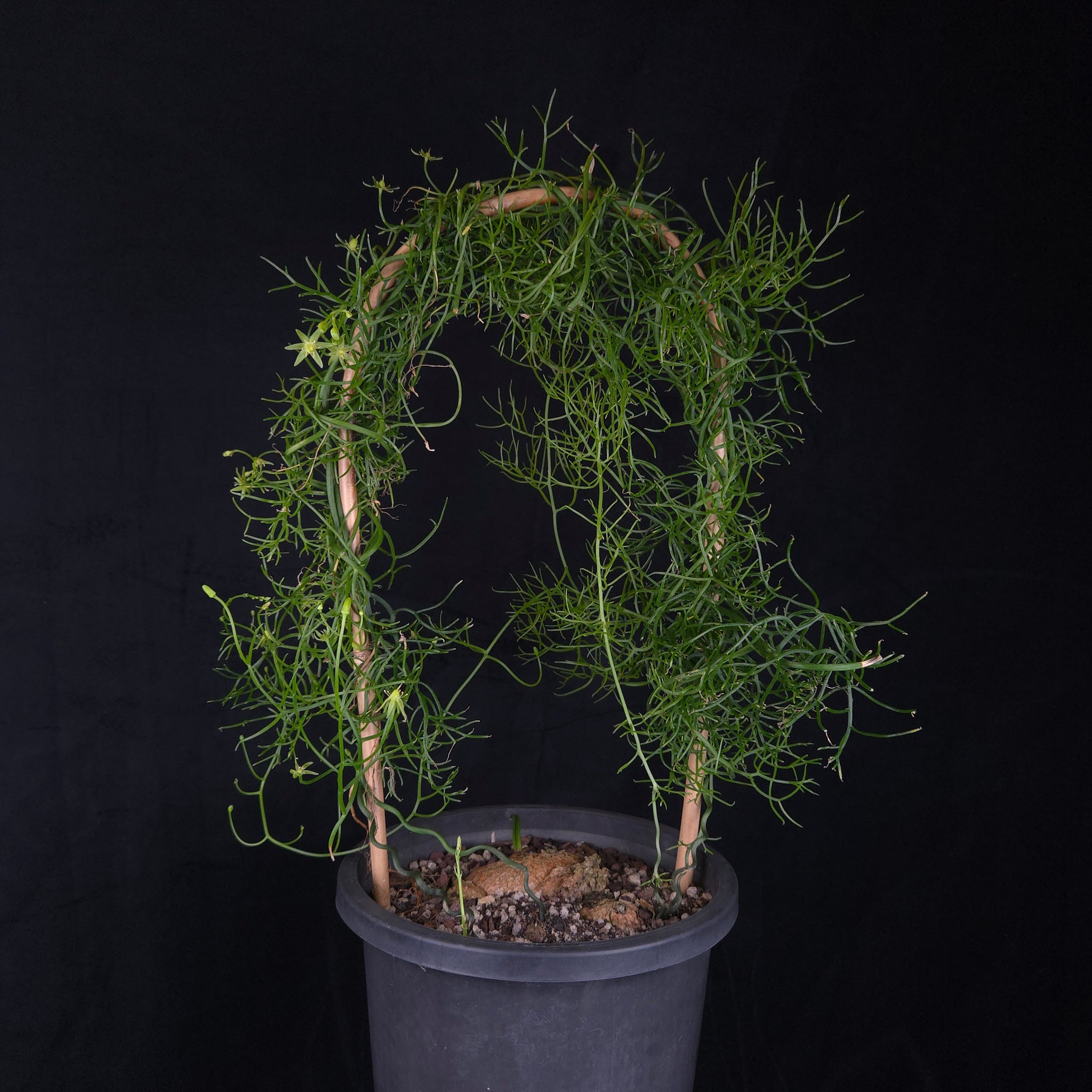 Bowiea volubilis