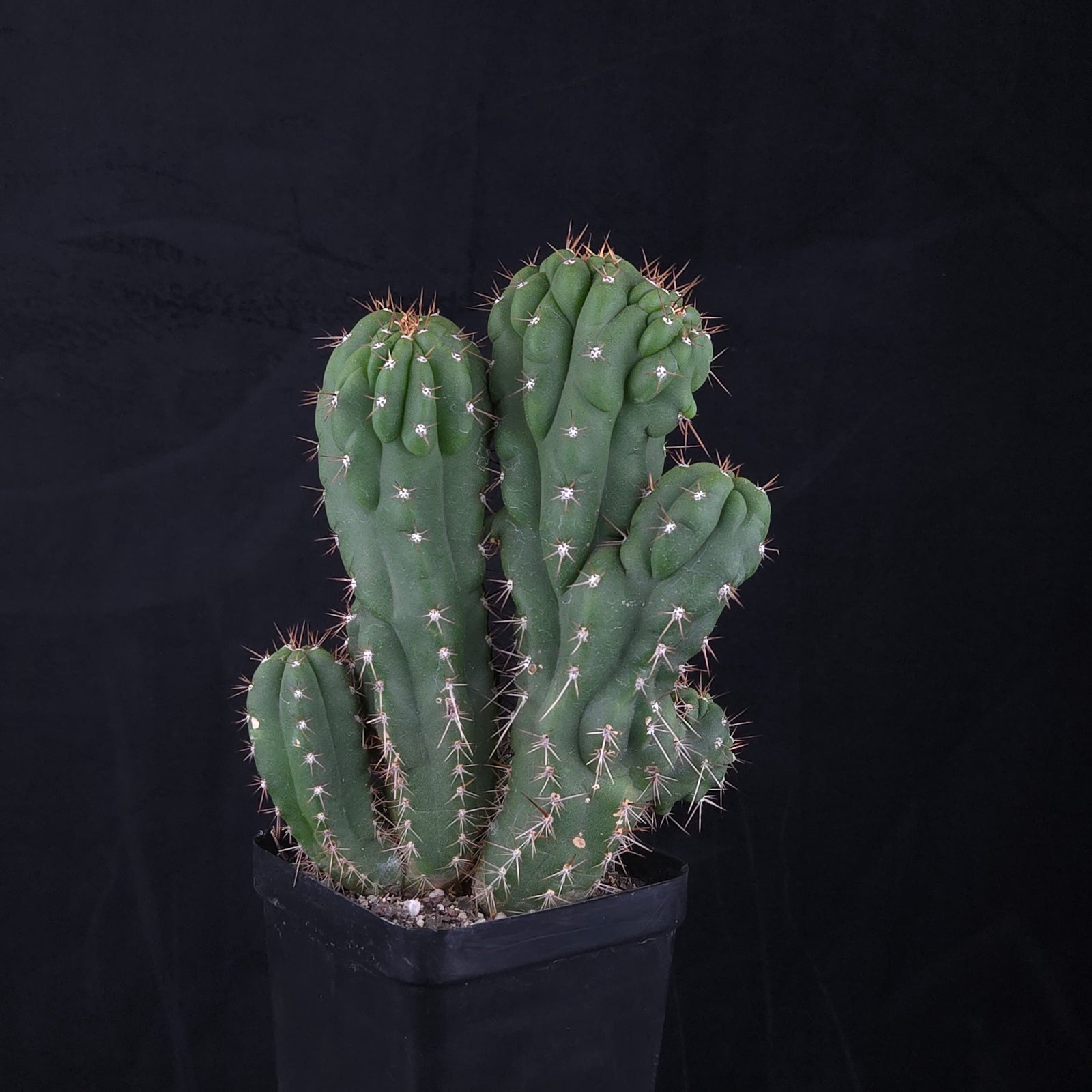 Trichocereus peruvianus 'Twister' (syn. Echinopsis macrogona)
