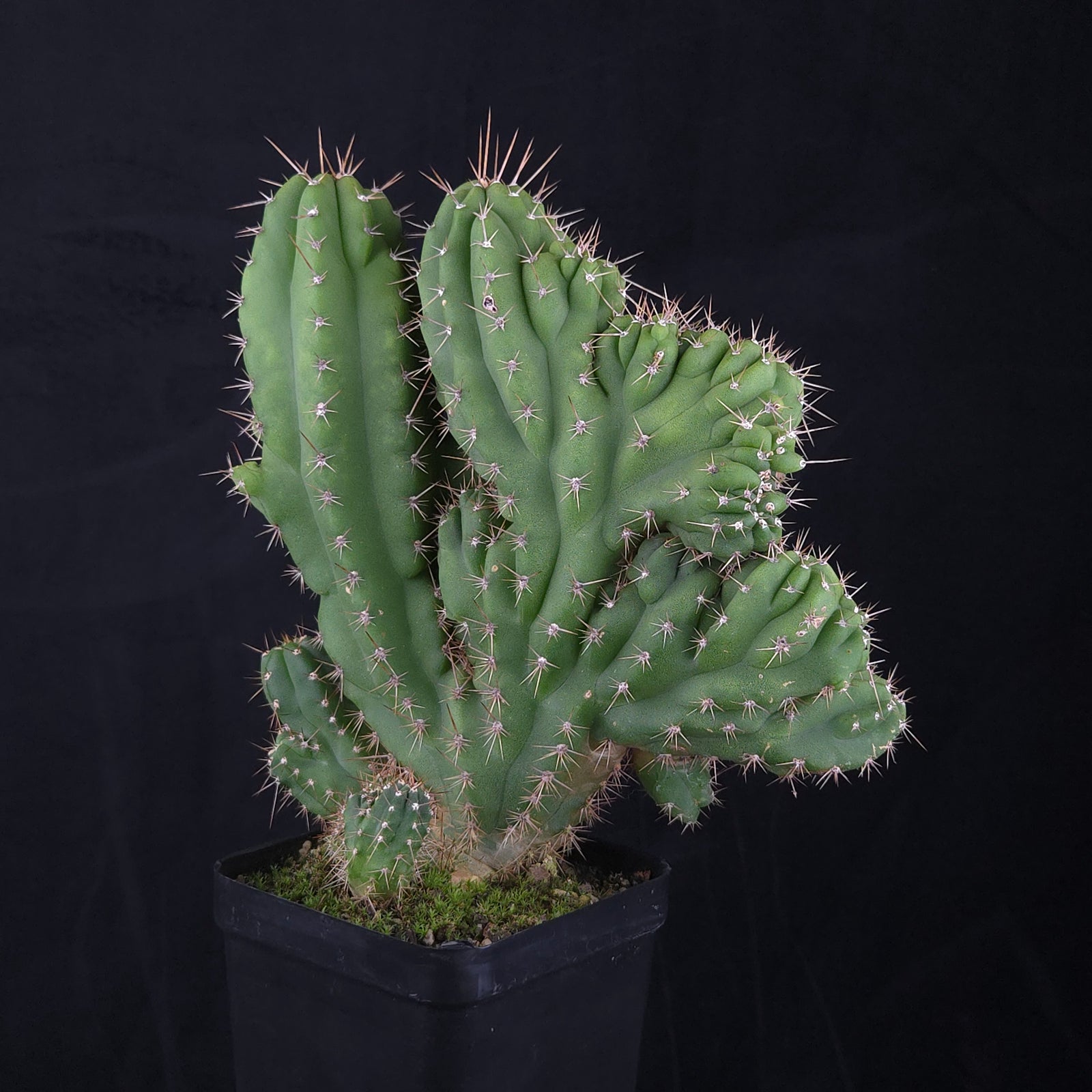 Trichocereus peruvianus 'Twister' (syn. Echinopsis macrogona)